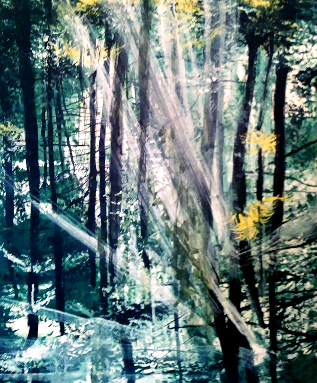 Elvia Roggero - Bosco