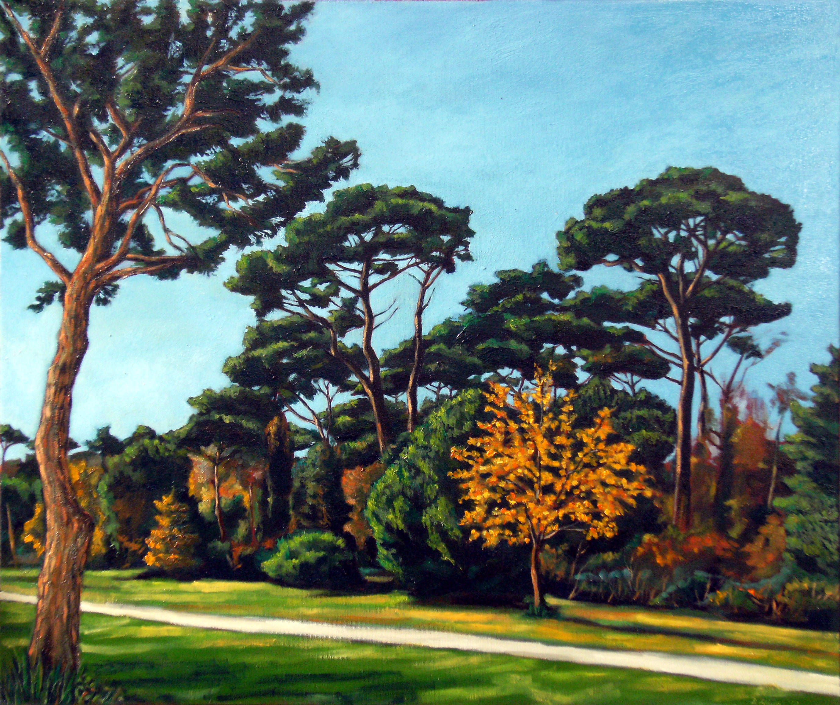 Pine forest