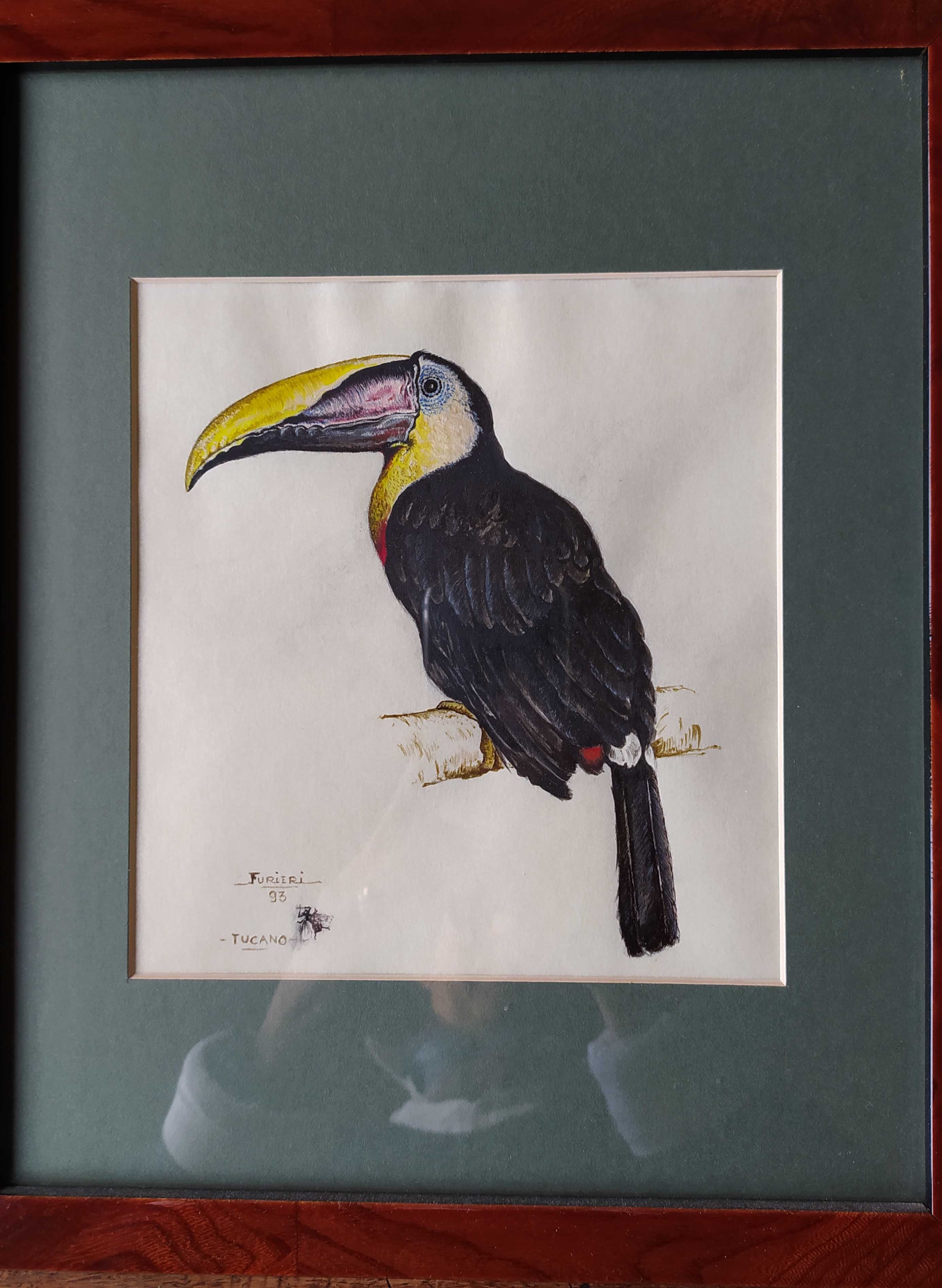 tucano