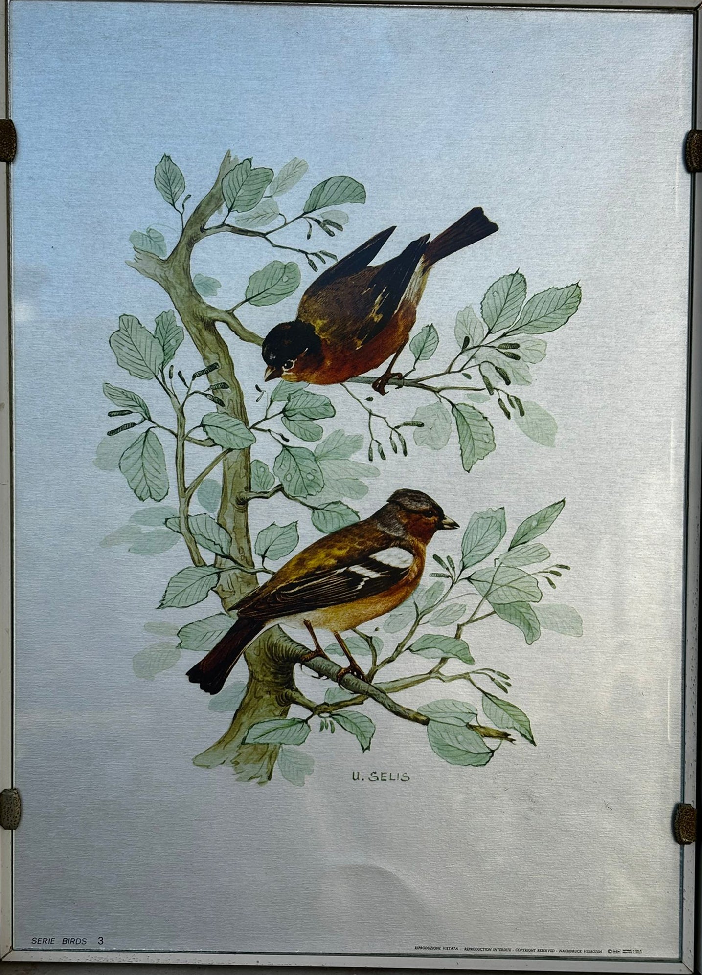 U. Selis - Aves