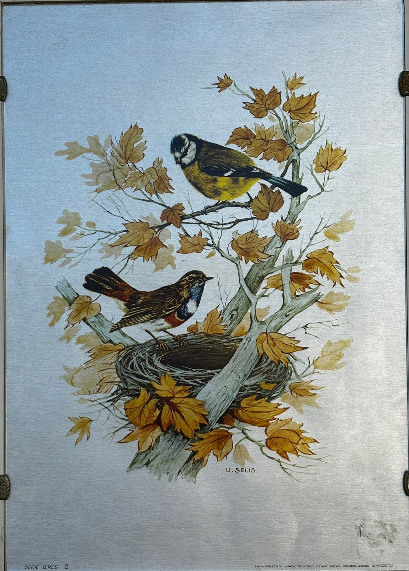 U. Selis - Aves