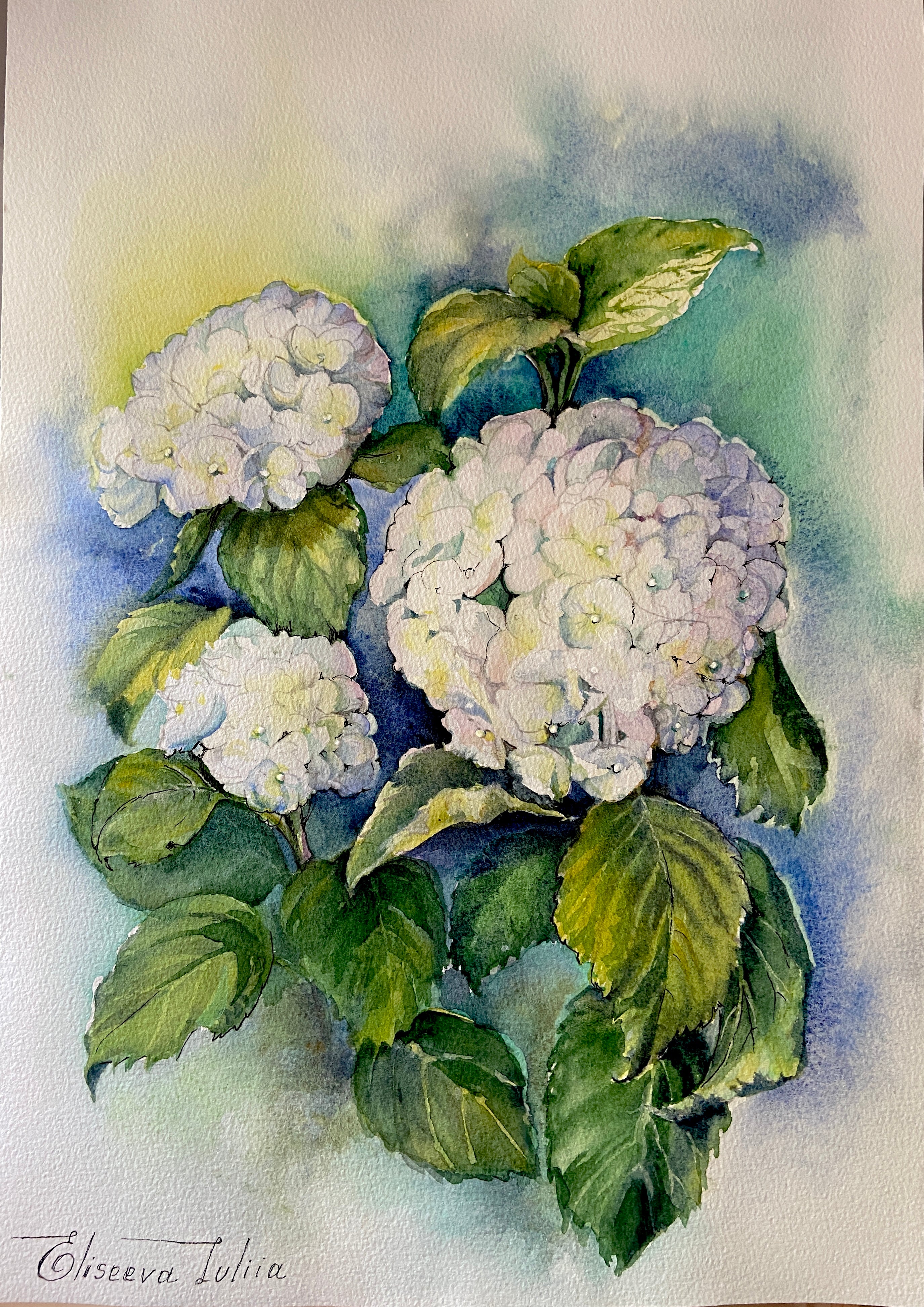 Ortensia