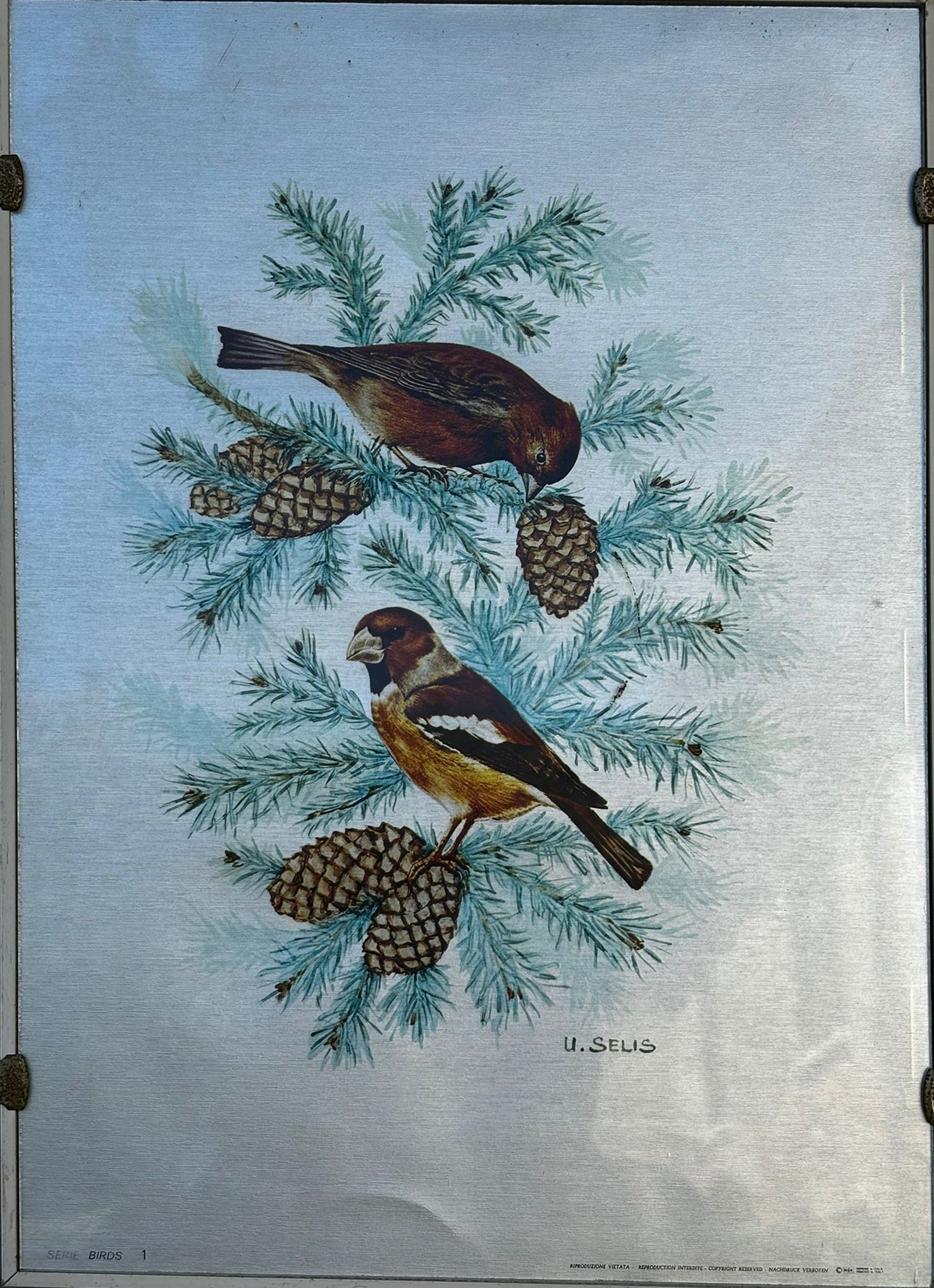 U. Selis - Aves