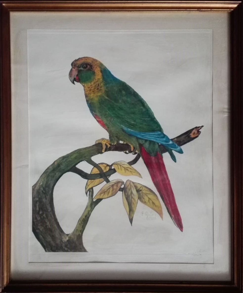 Furio Gallo - Parrot