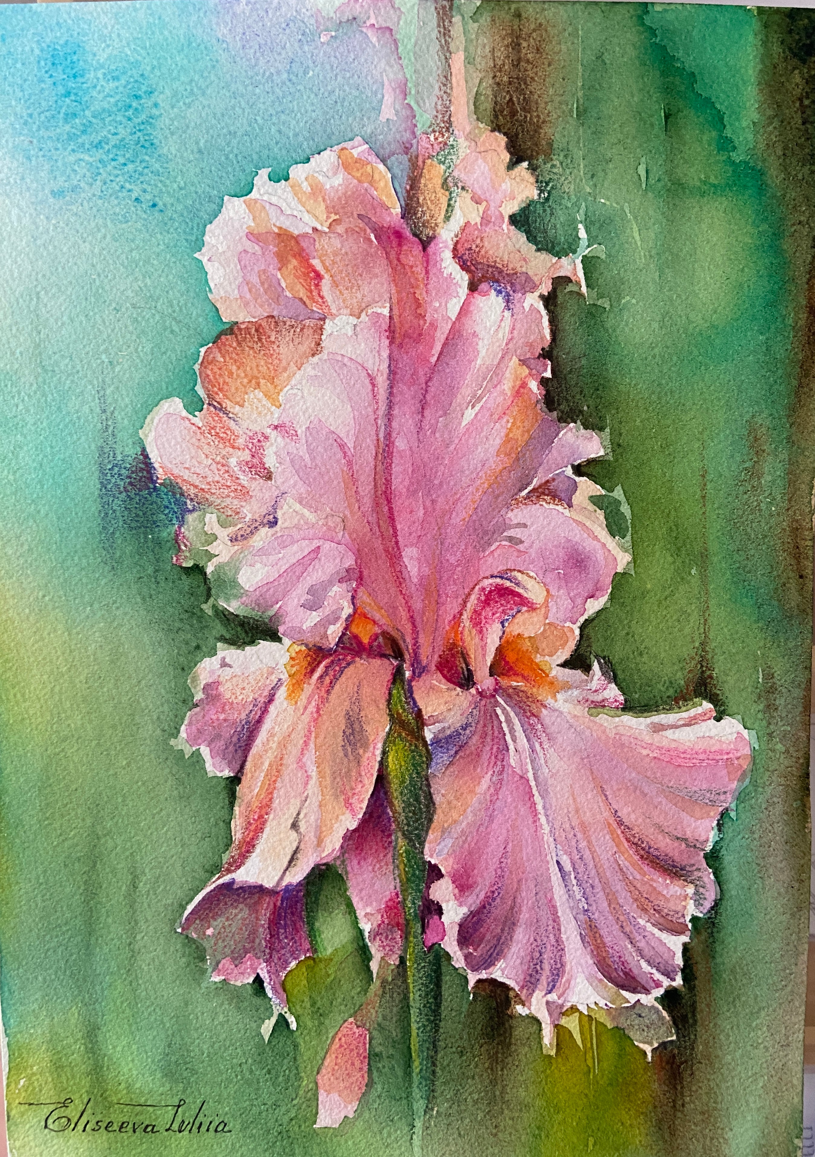 Piccolo Iris