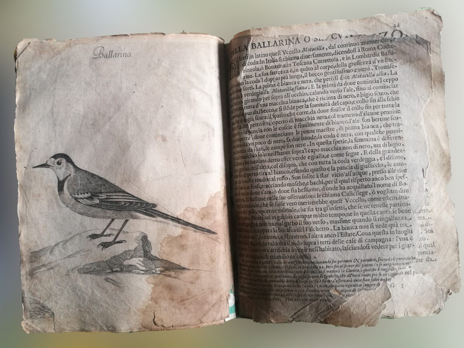 Arte di cacciare gli uccelli