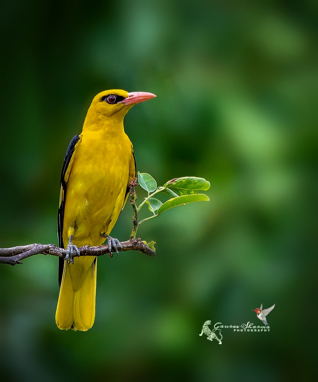 Golden oriole