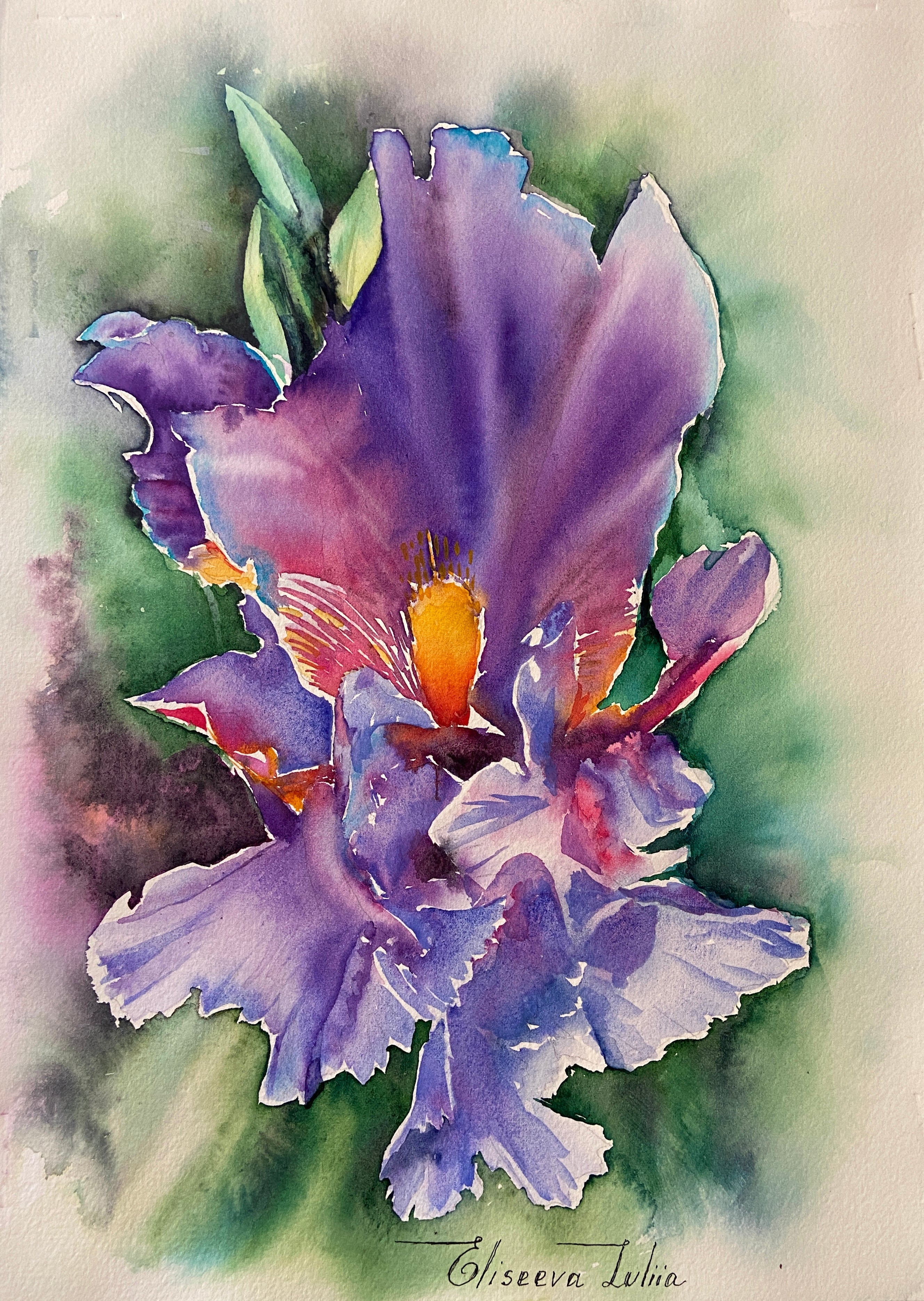 Iris