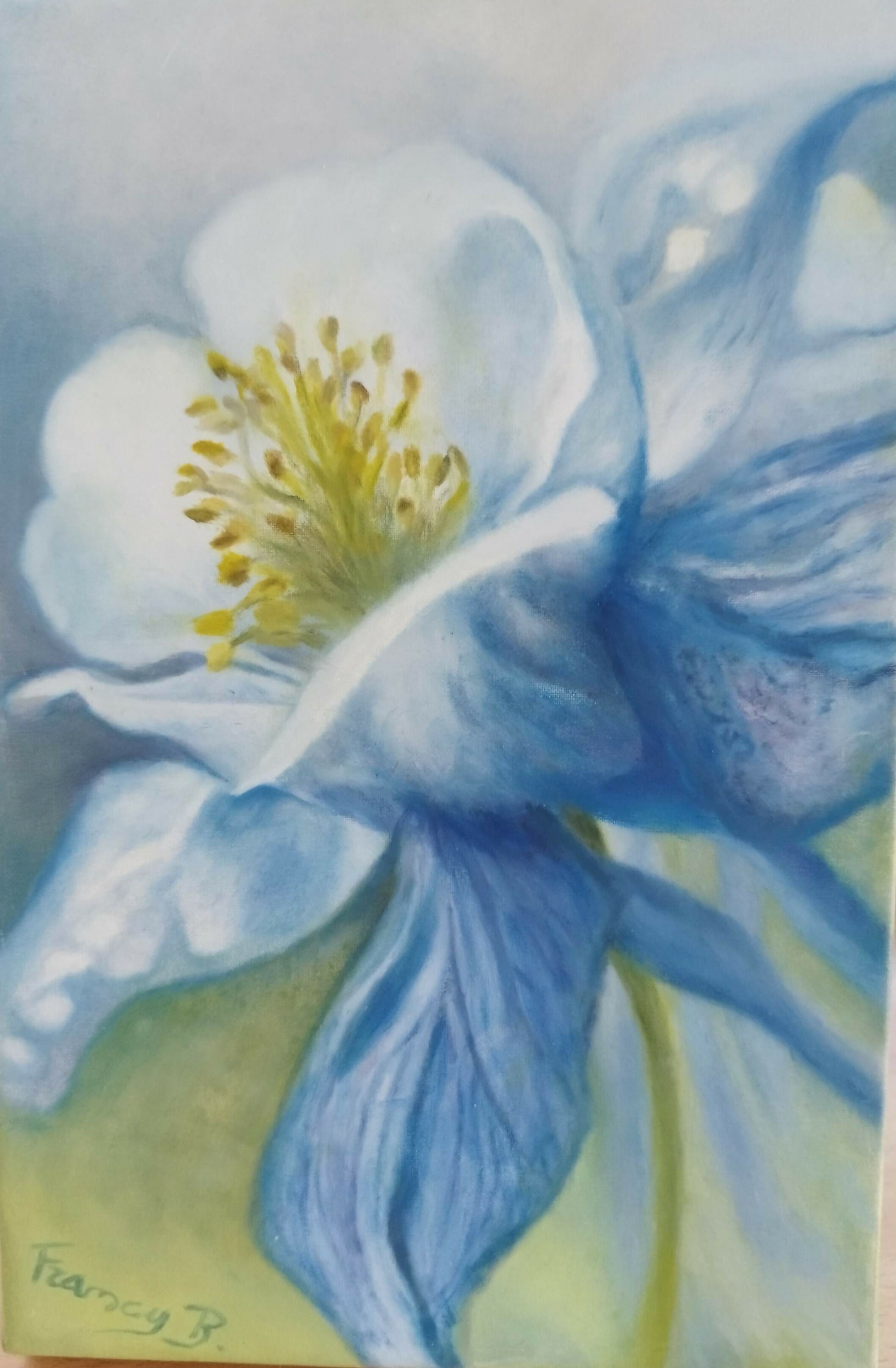 Fiore Aquilegia, olio su tela di Francesca Bausilio