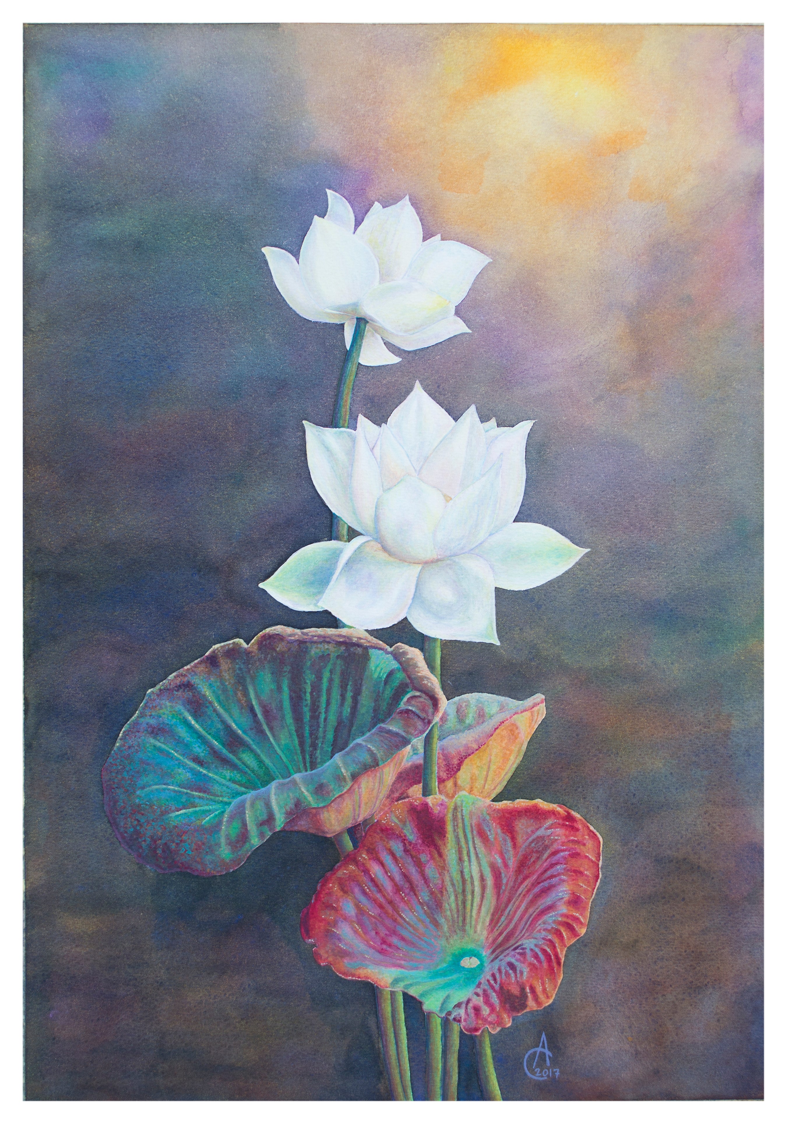 Alice Cappellari - Fiori di loto