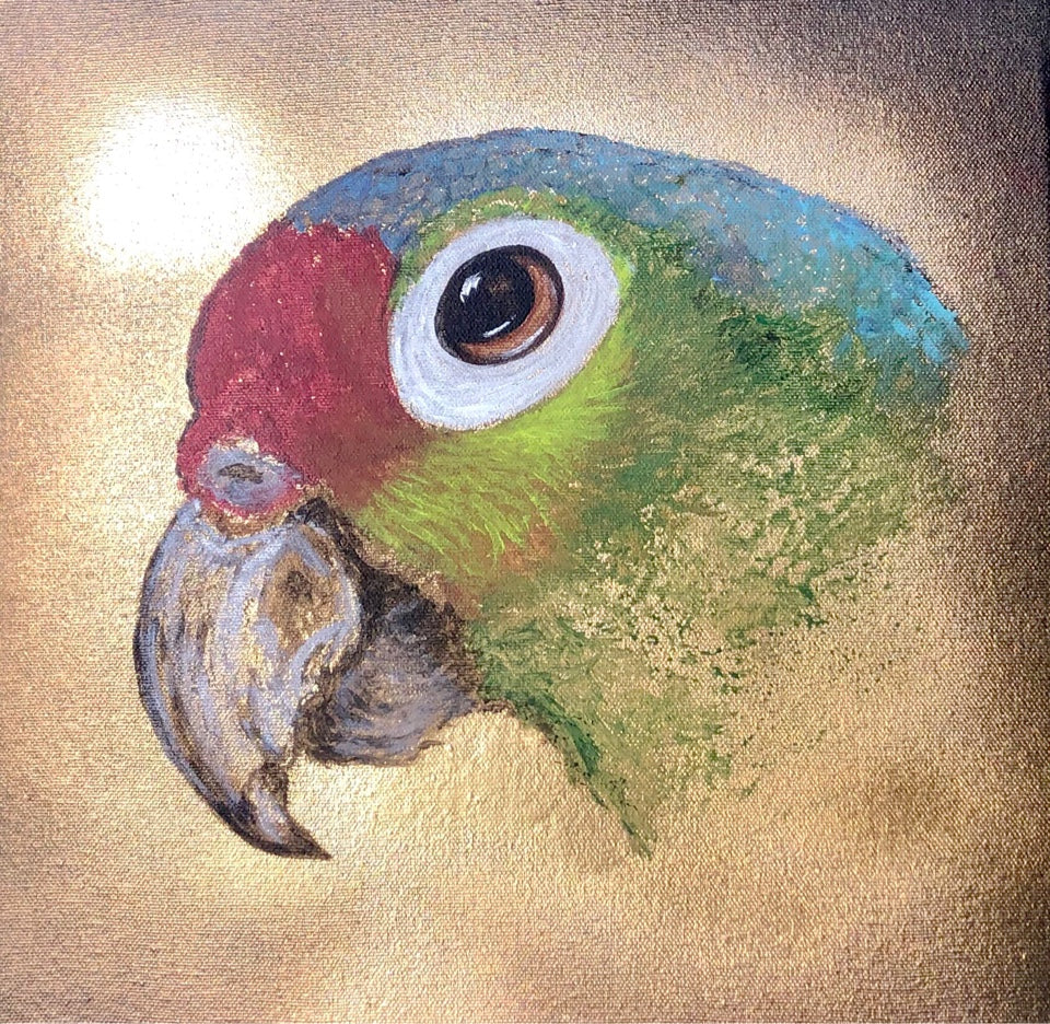 Eralda Pitto - Pappagallo
