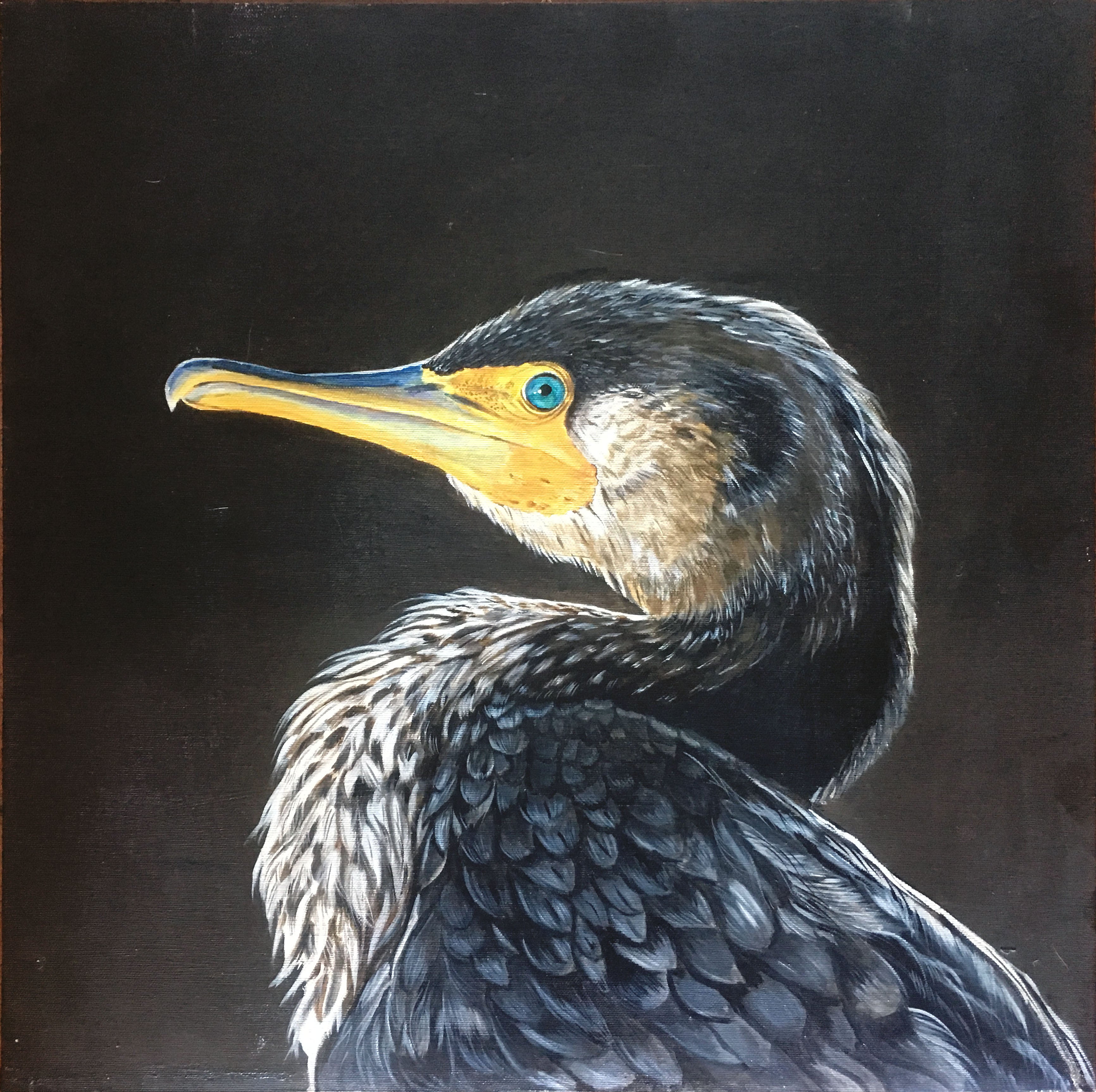 Paola Consani - Cormorano