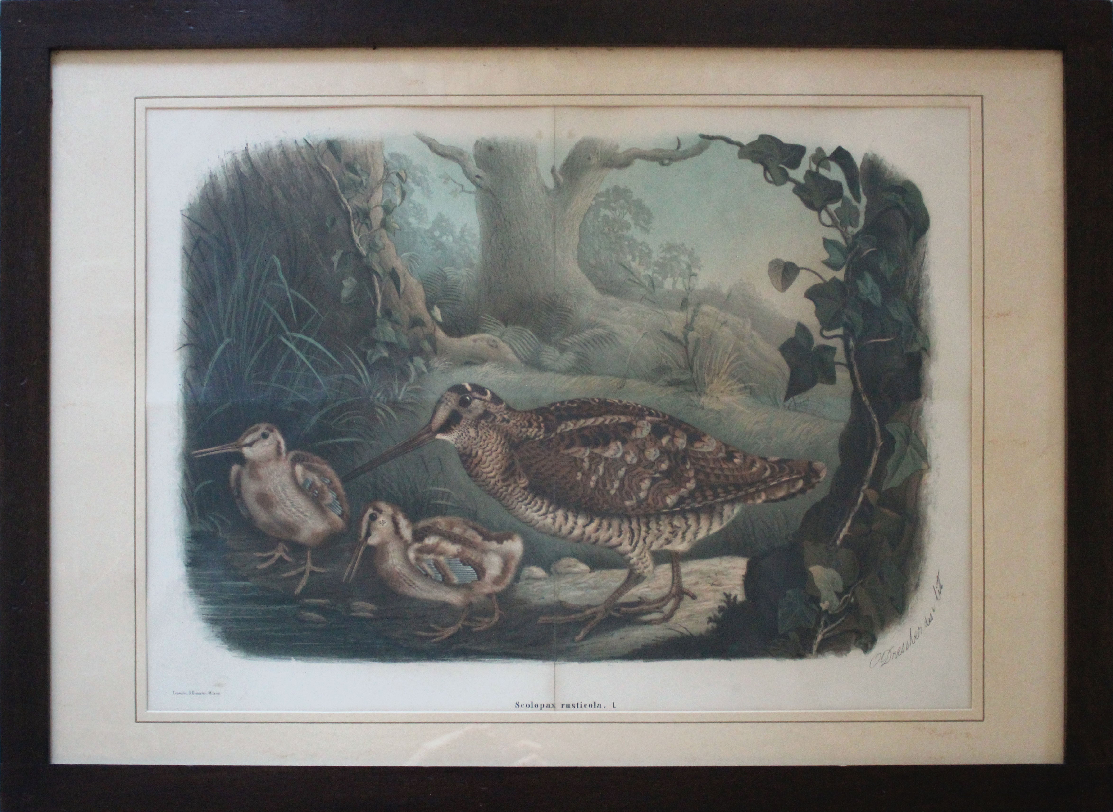 Oscar Dressler - Scolopax Rusticola