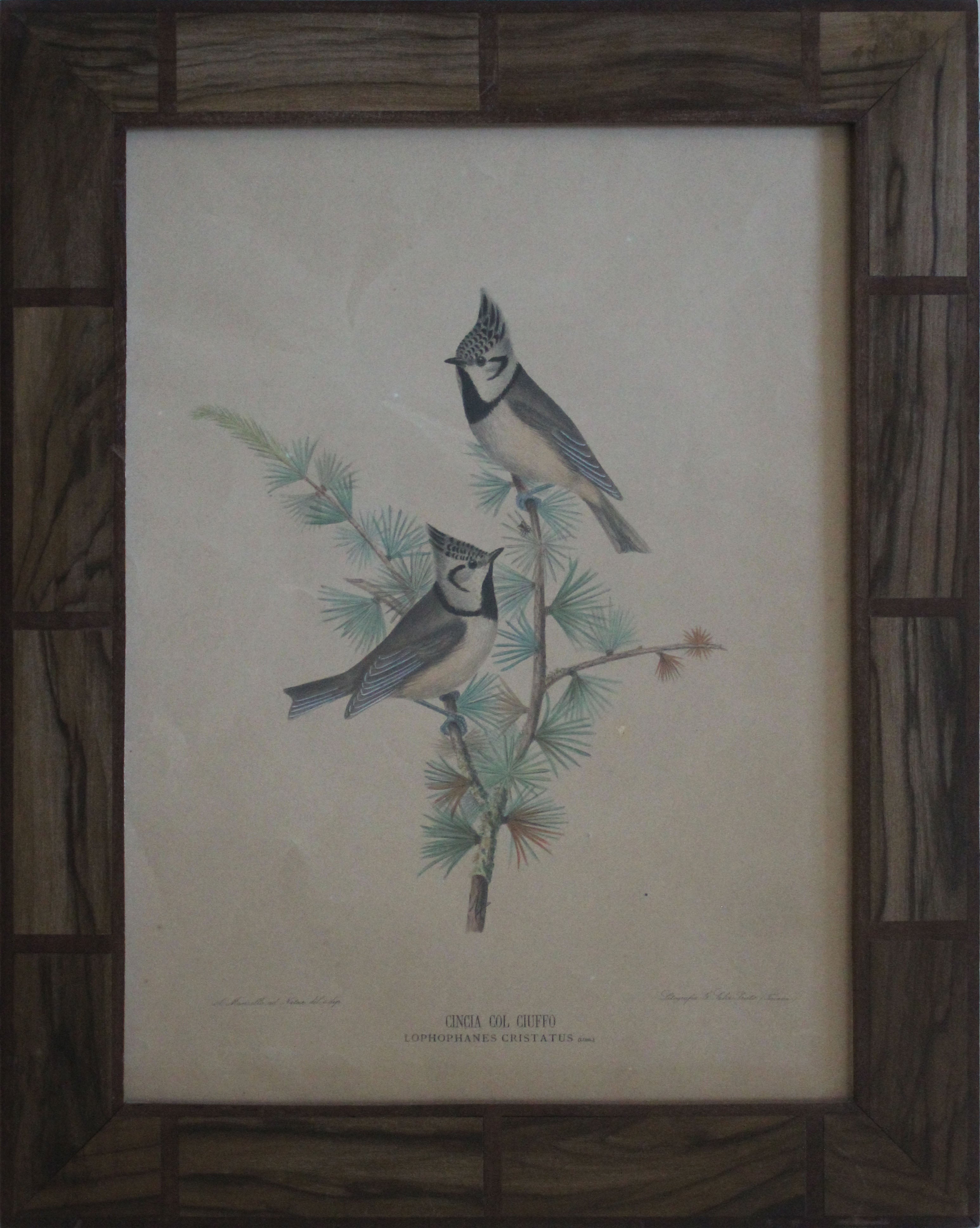 Alberto Manzella e G.Salvi - Cincia col ciuffo