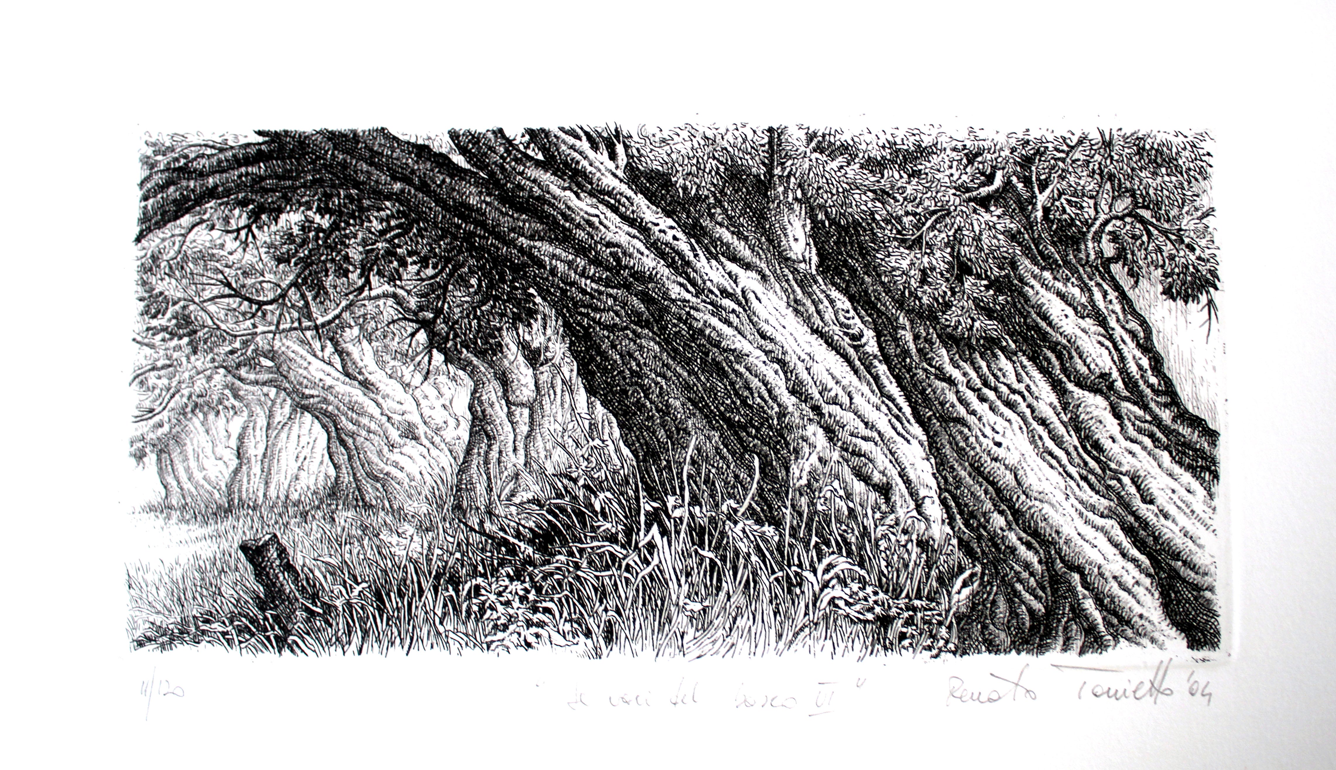 Renato Tonietto - Le voci dal bosco VI