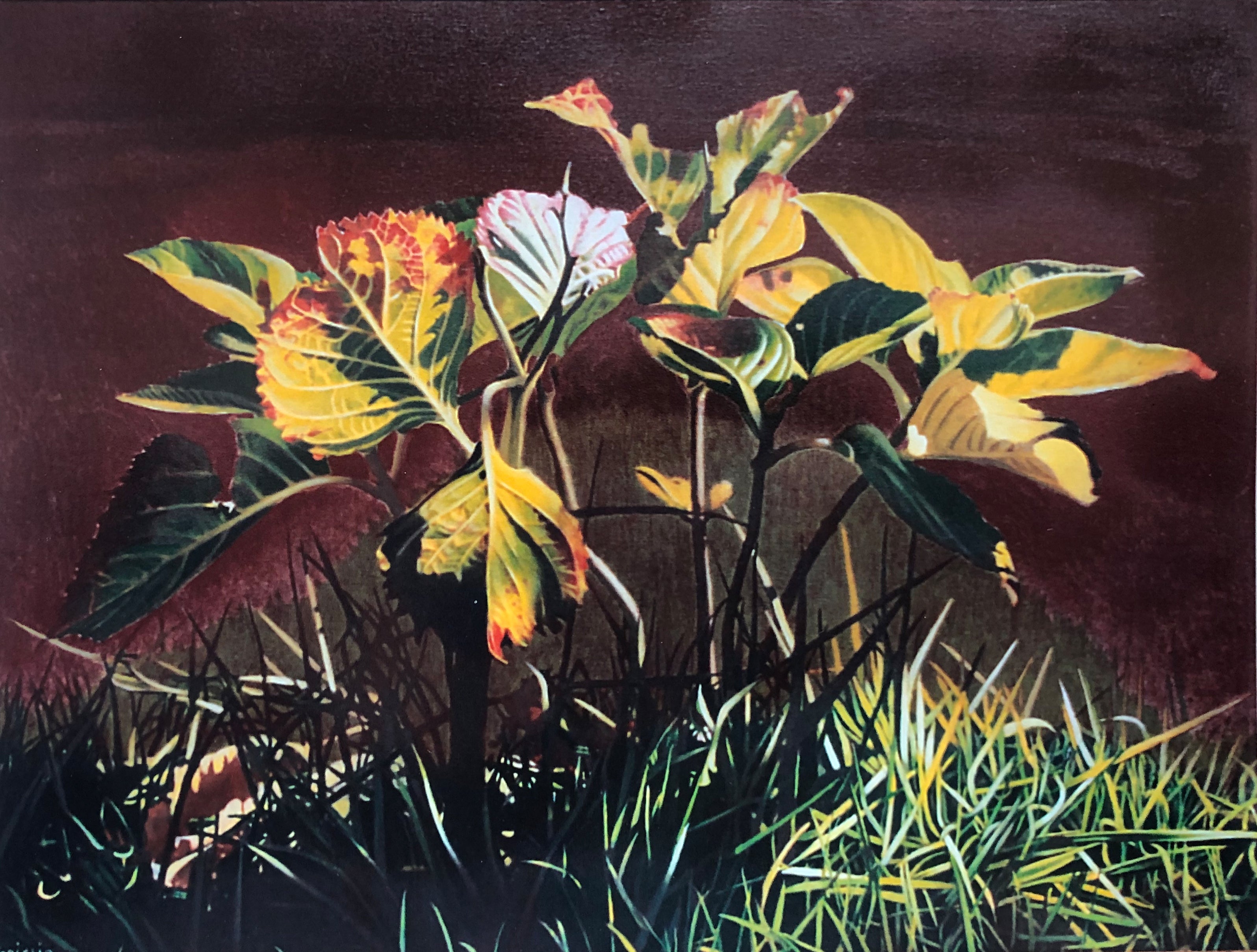 Giovanni Spiezio - Hortensia Panta