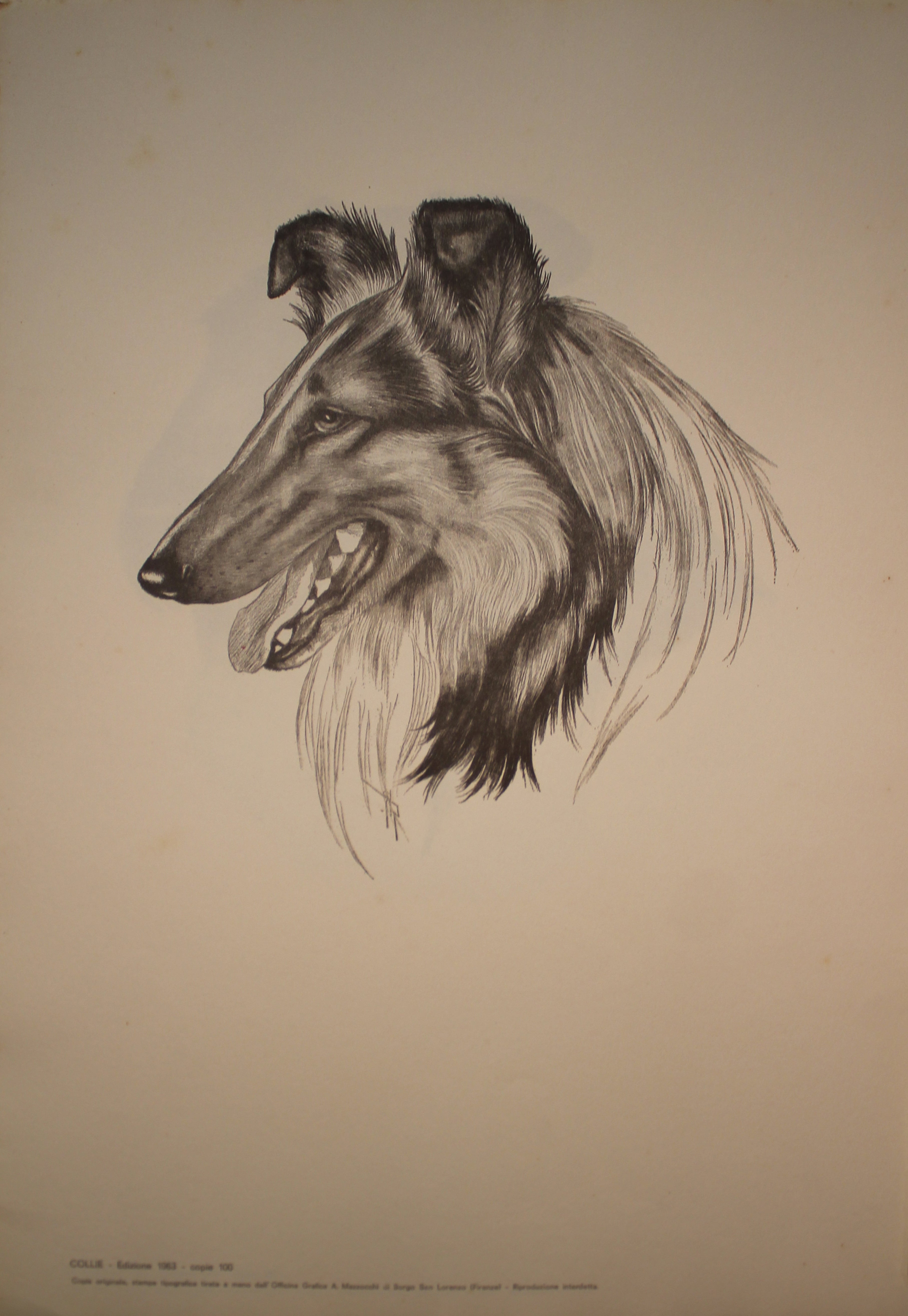 Collezione di illustrazioni sulle razze dei cani - Edizione 1963