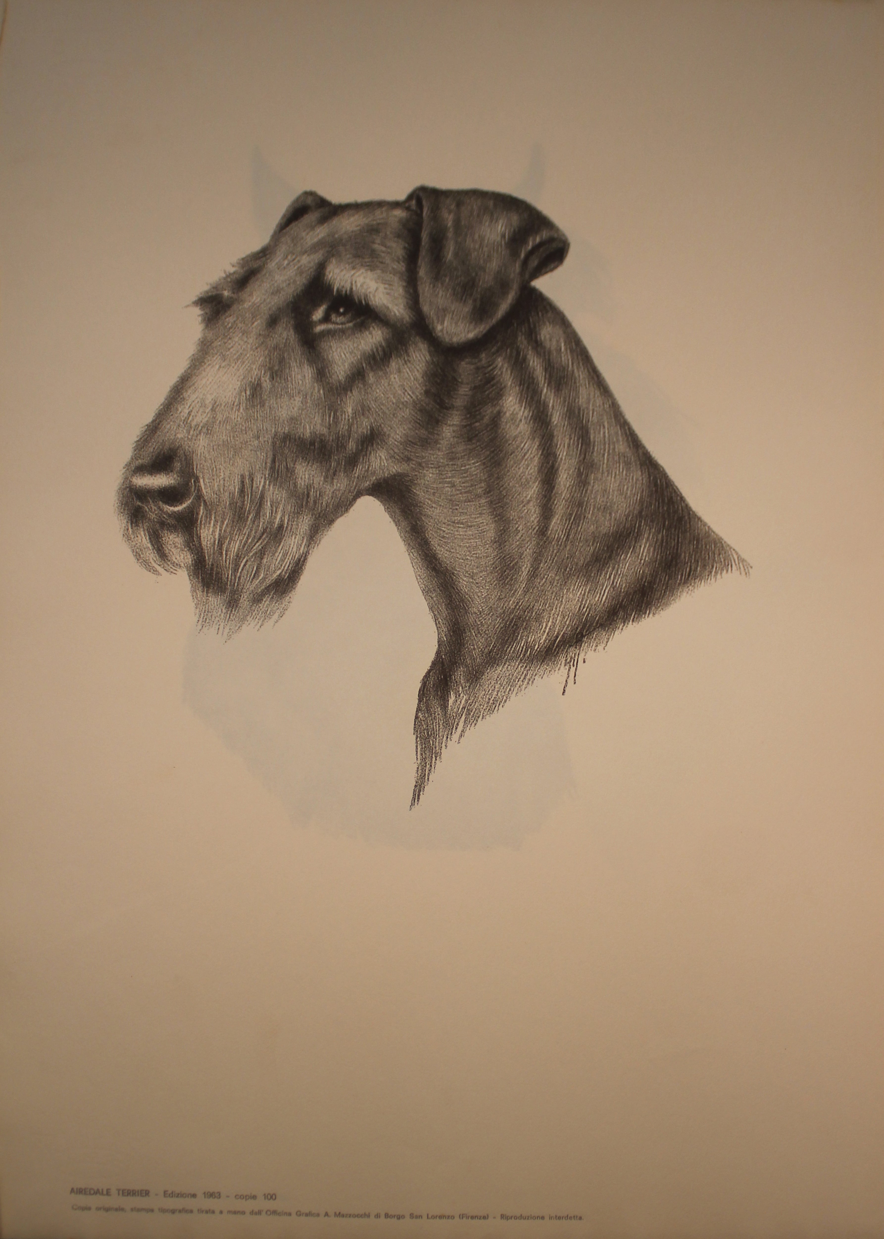 Colección de ilustraciones sobre razas de perros - Edición de 1963