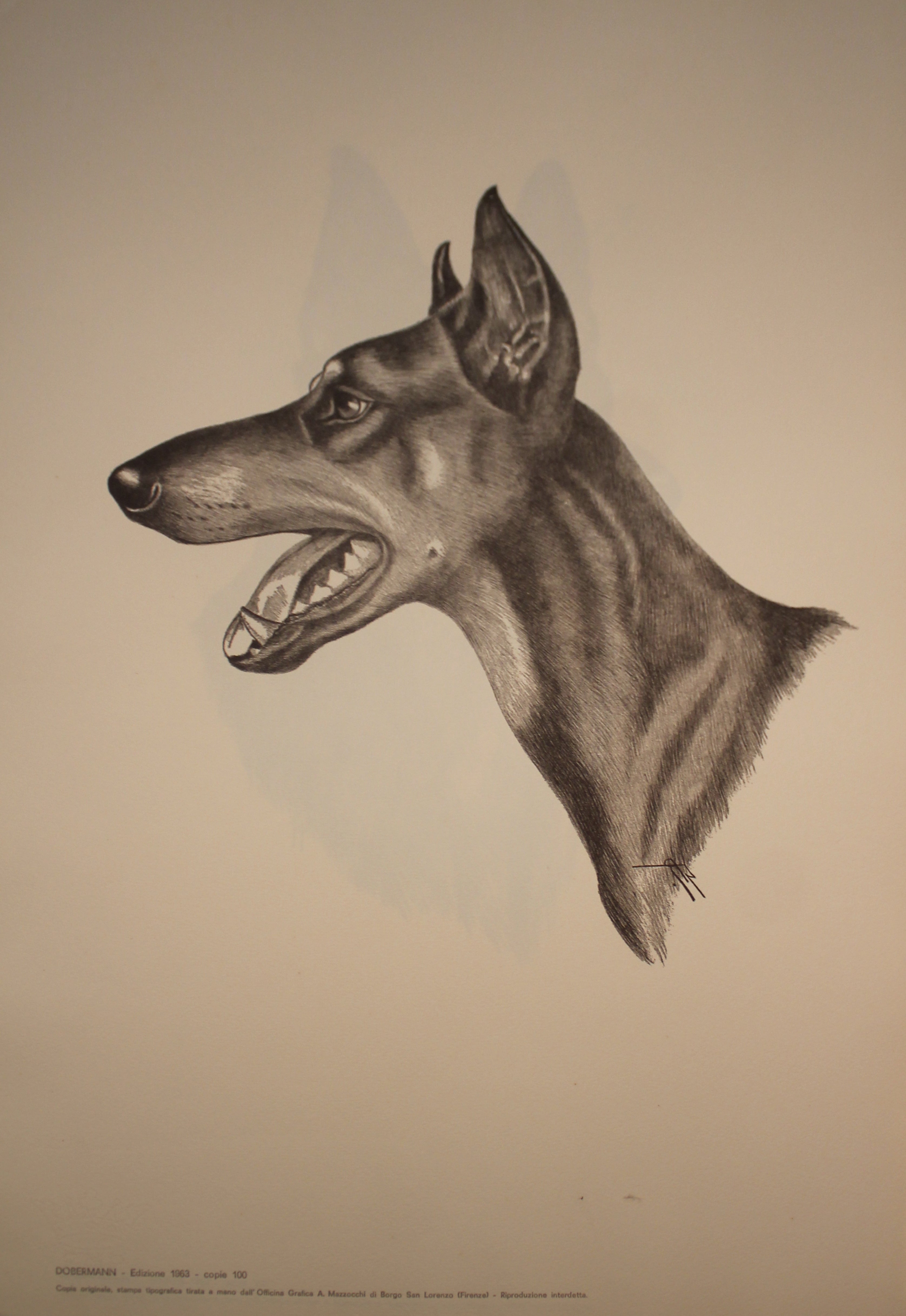 Colección de ilustraciones sobre razas de perros - Edición de 1963