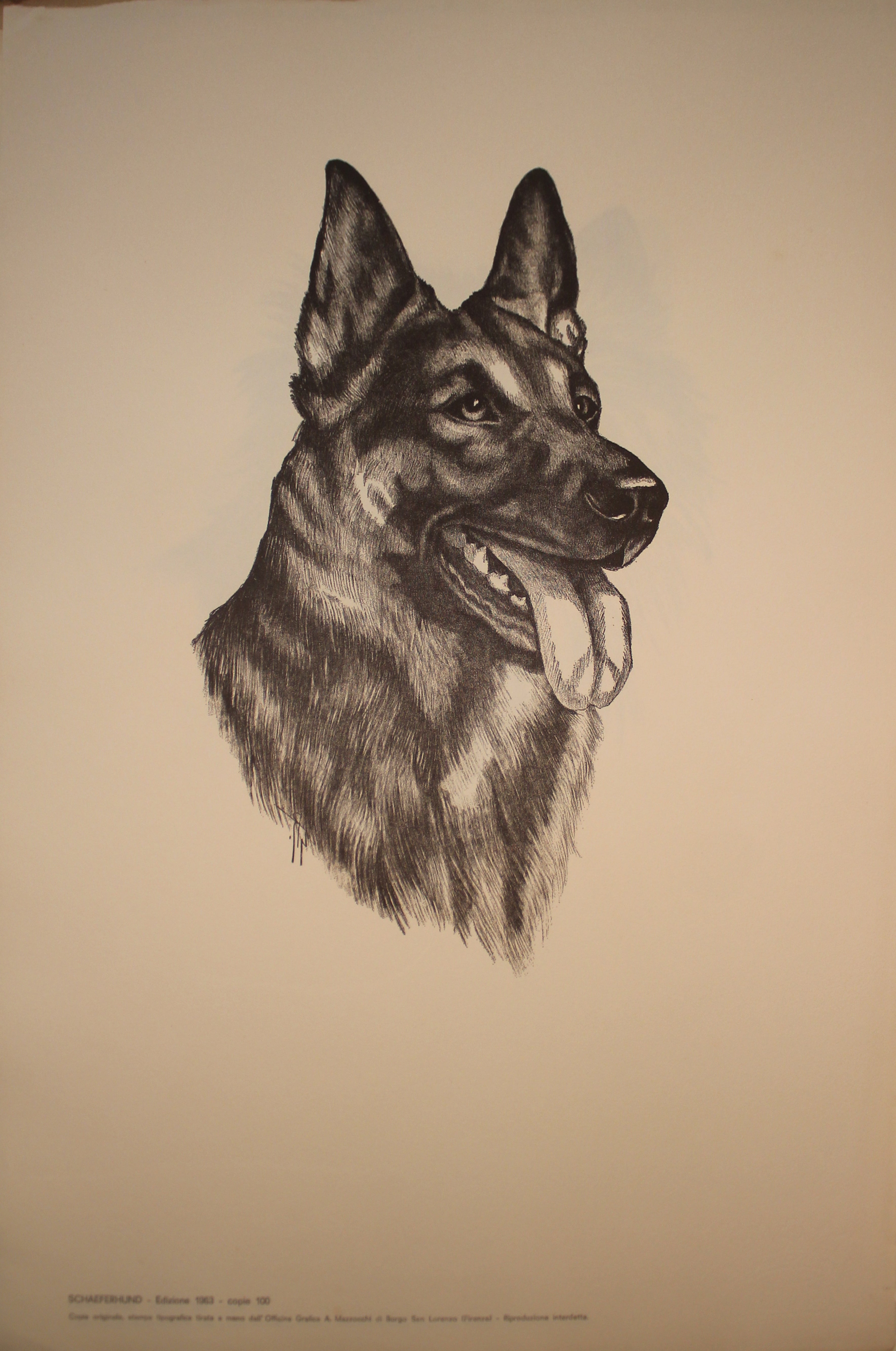 Colección de ilustraciones sobre razas de perros - Edición de 1963