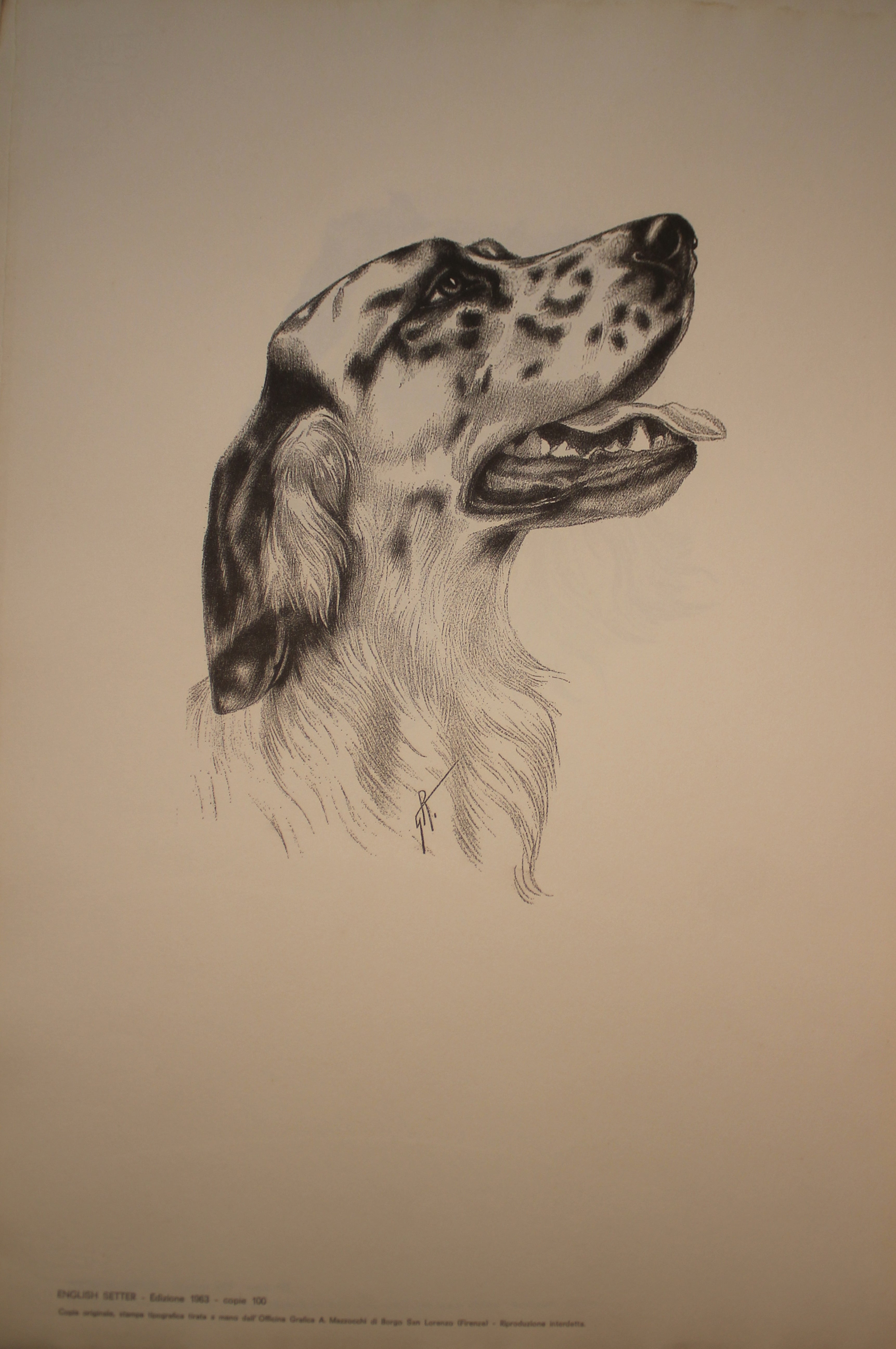 Colección de ilustraciones sobre razas de perros - Edición de 1963