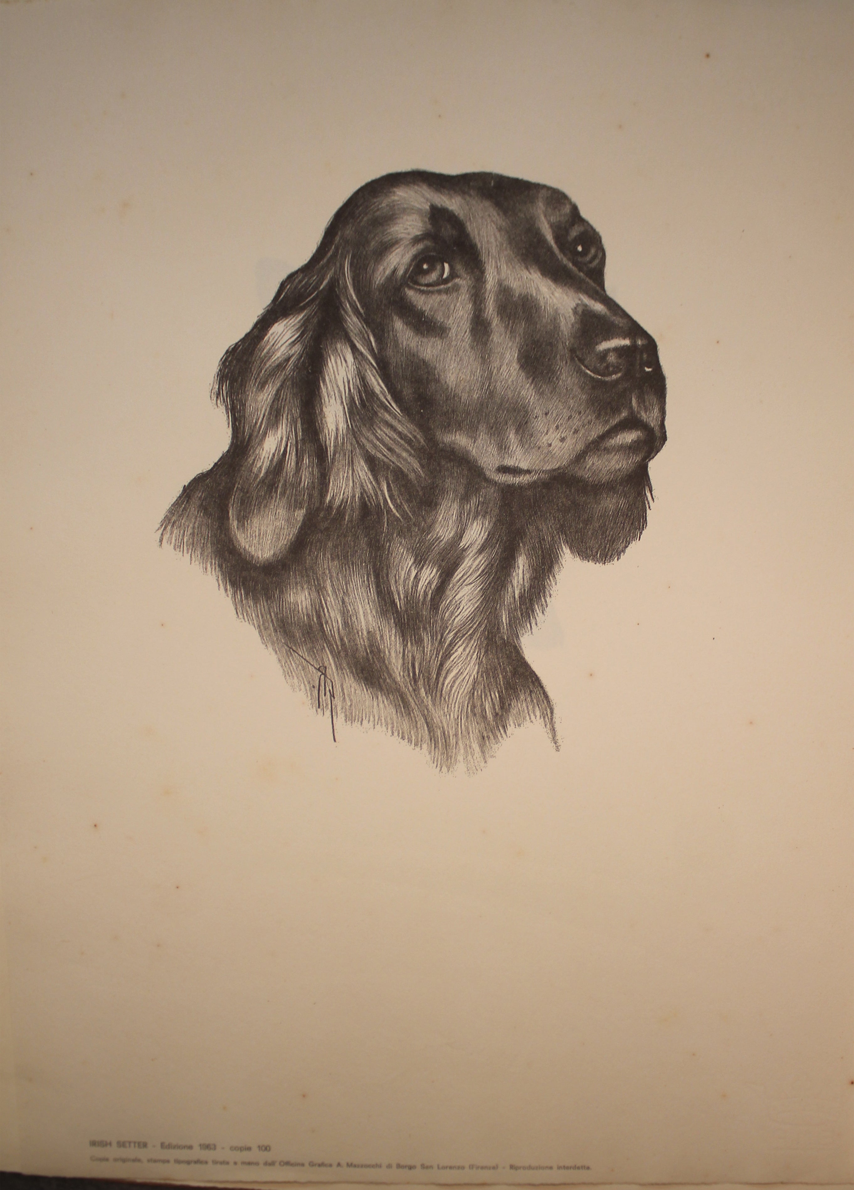 Colección de ilustraciones sobre razas de perros - Edición de 1963