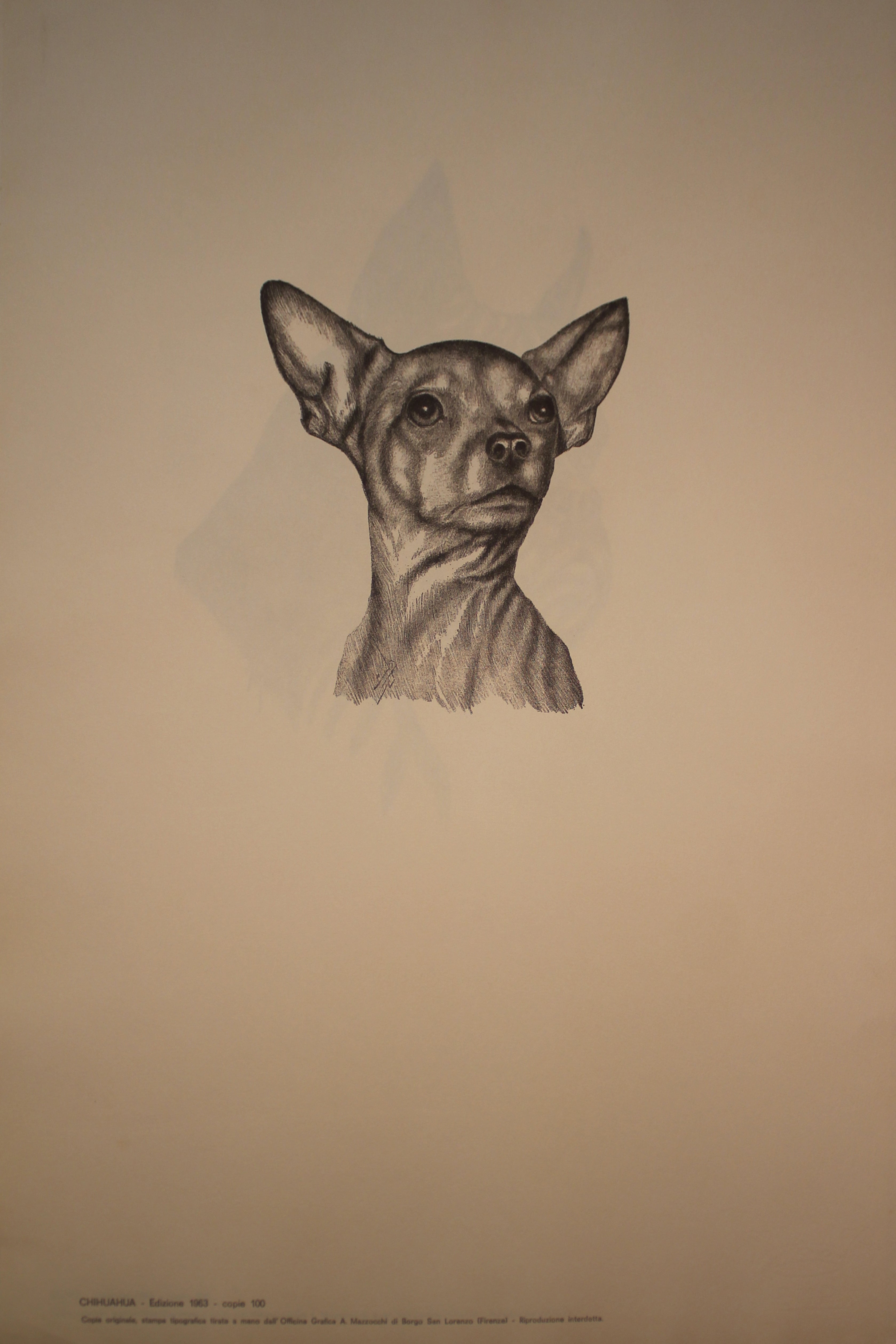 Colección de ilustraciones sobre razas de perros - Edición de 1963