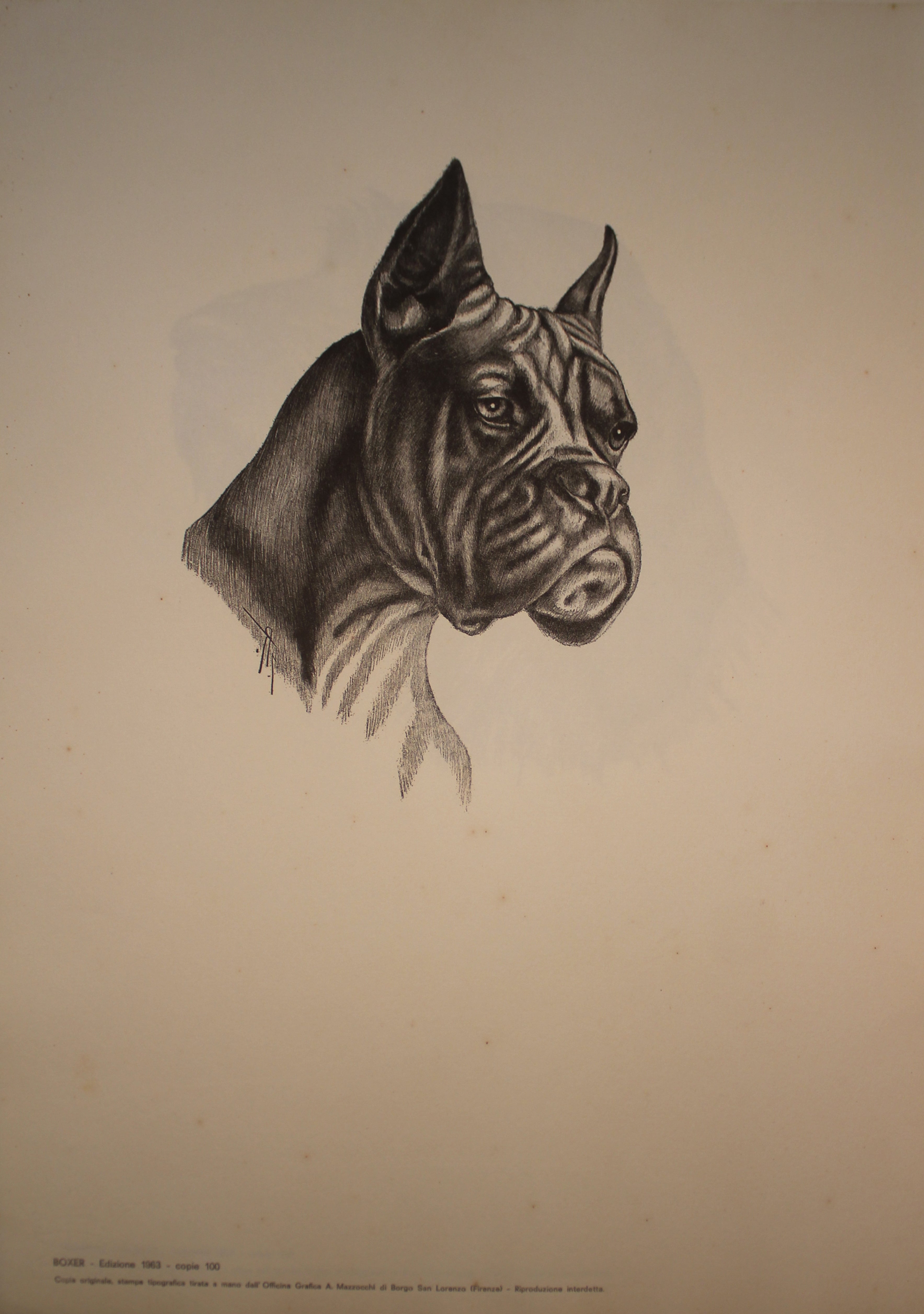 Colección de ilustraciones sobre razas de perros - Edición de 1963