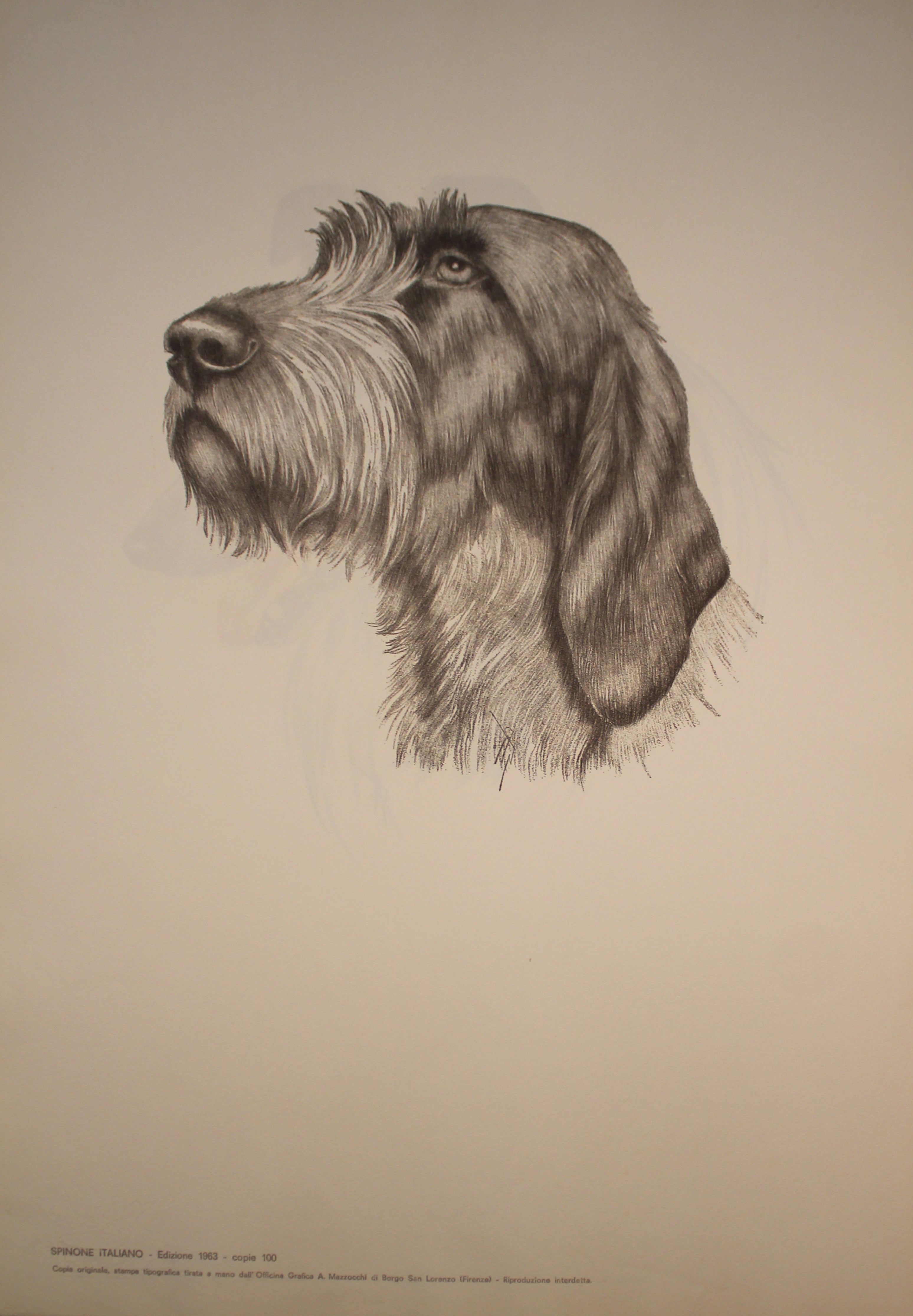 Colección de ilustraciones sobre razas de perros - Edición de 1963