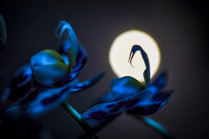 Paola Iacopetti - Shadow Moon
