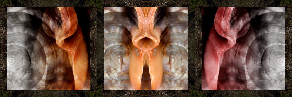 Mario Rotta - Dittico - La Nascita di Venere