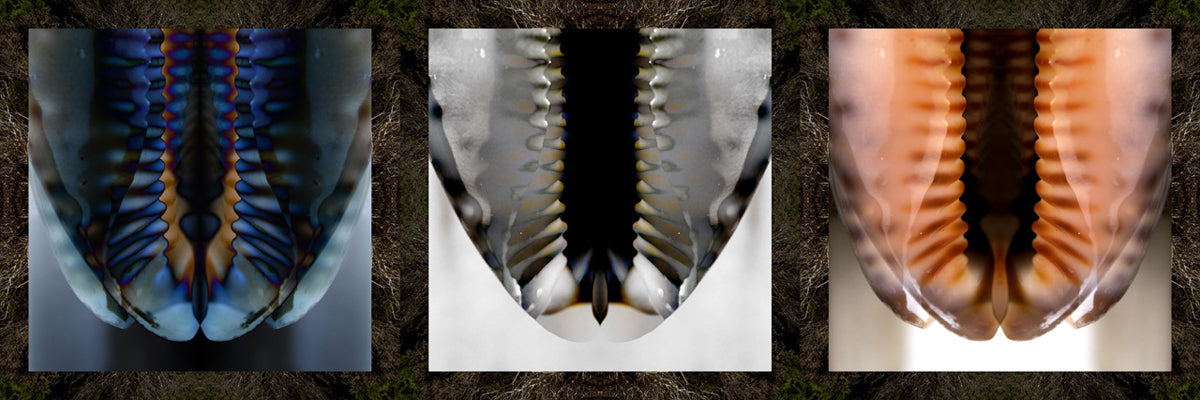 Mario Rotta - Dittico - La Nascita di Venere