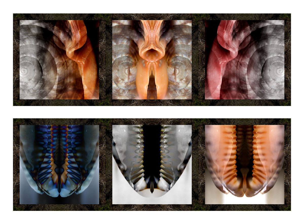 Mario Rotta - Dittico - La Nascita di Venere