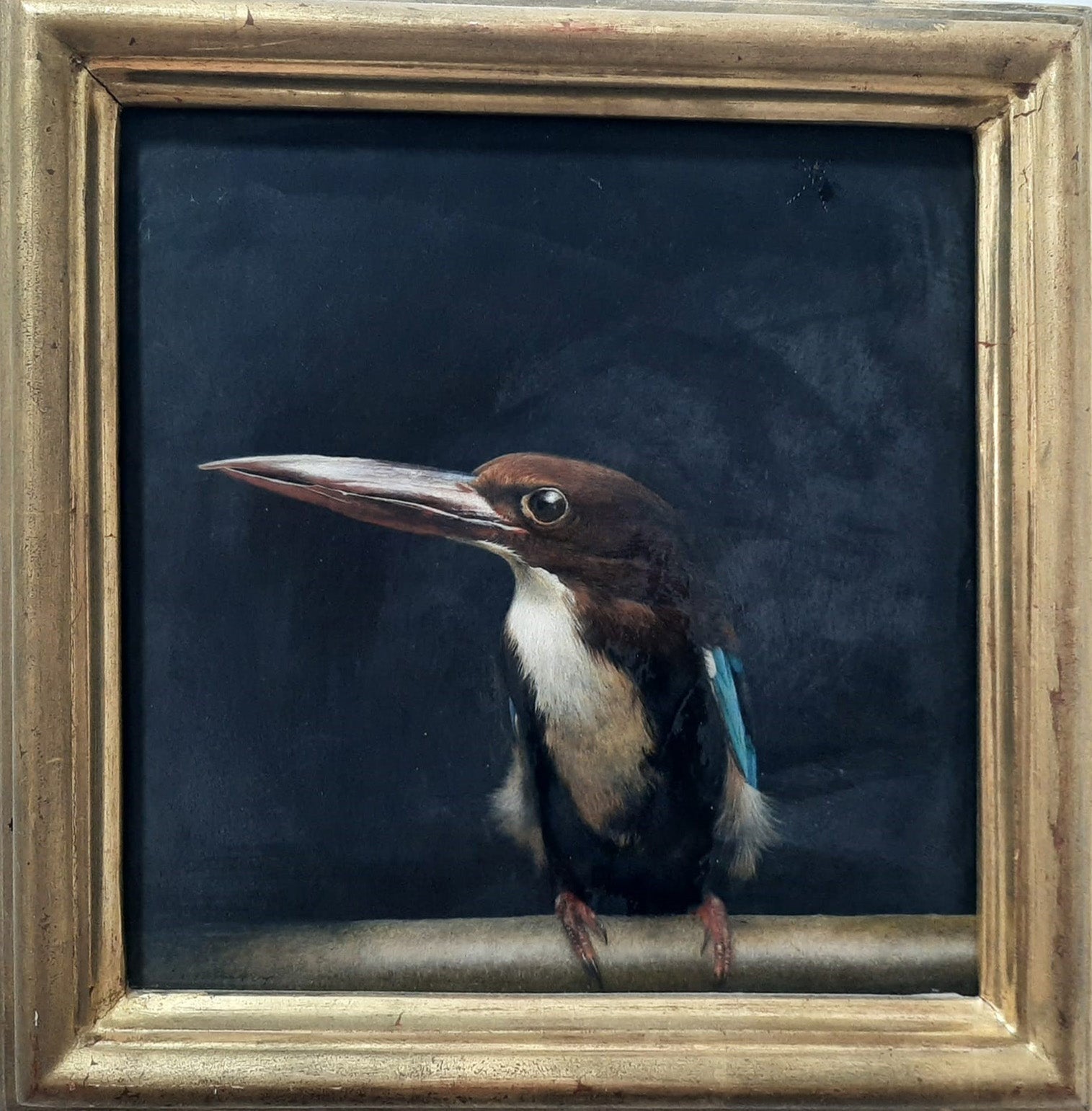 MarzioTamer - Martin pescatore africano