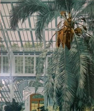 Ken Fleming - Chilen Palm