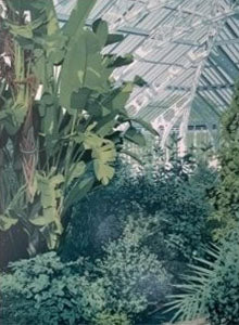 Ken Fleming - Japanese Leaves