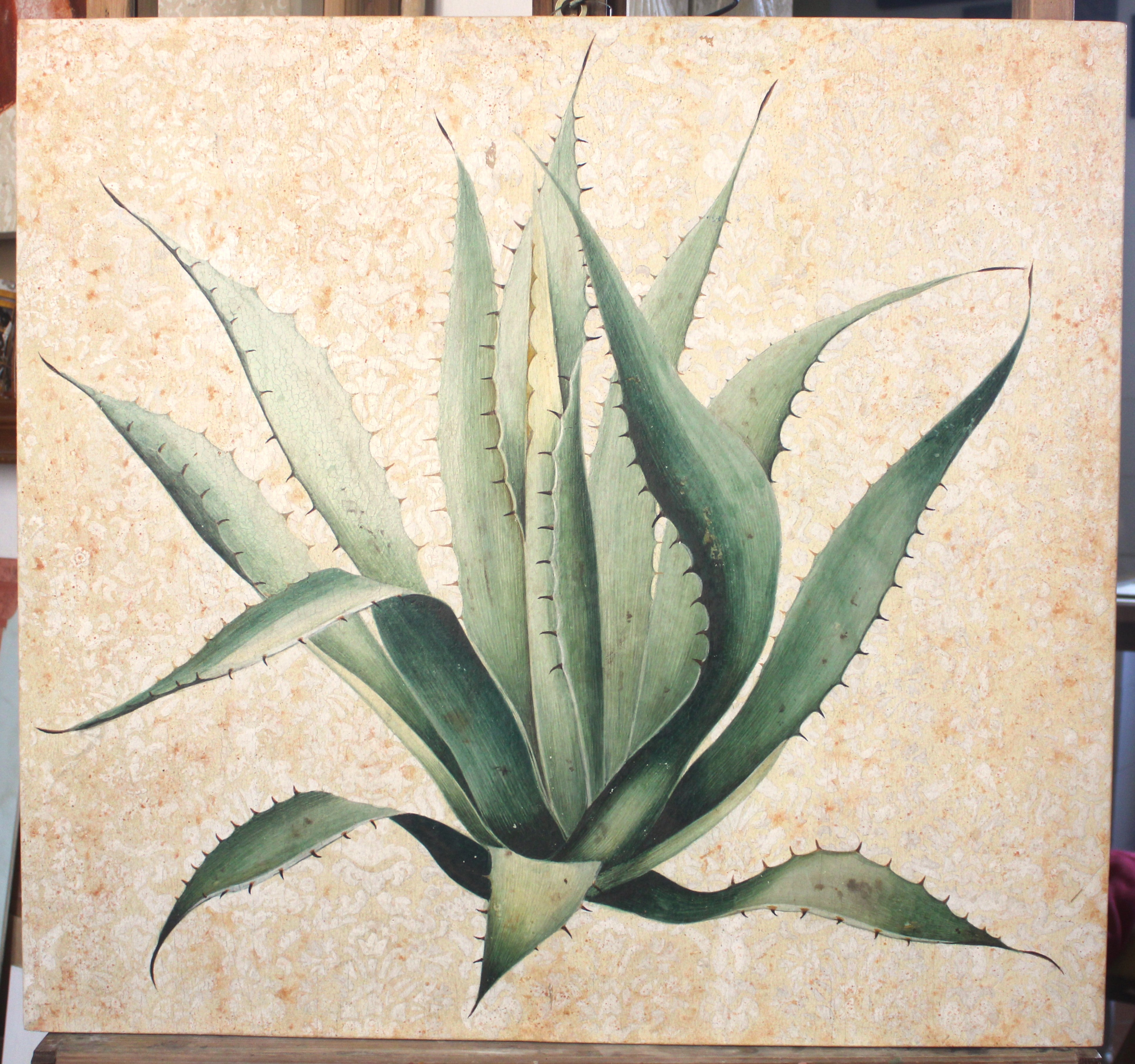 Agave