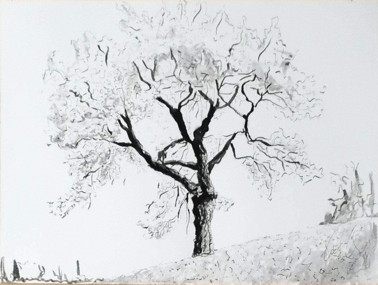 Carlo Oreglia - Árbol