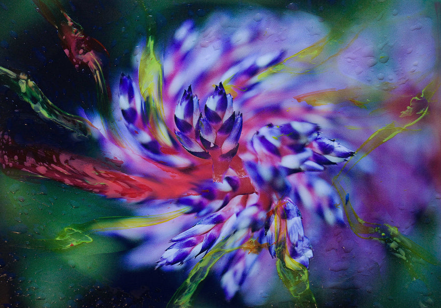 ARMONIA