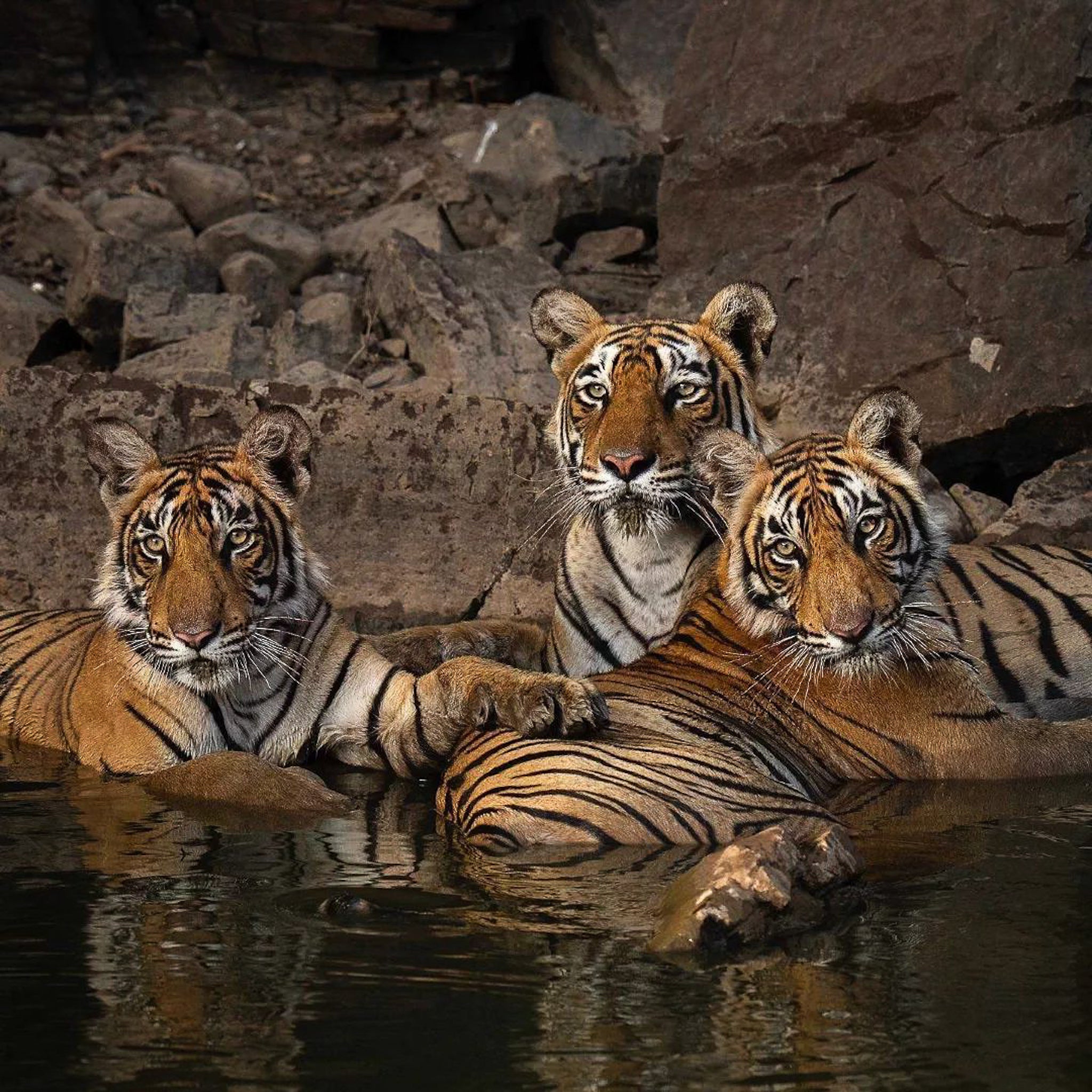 Being tiger family