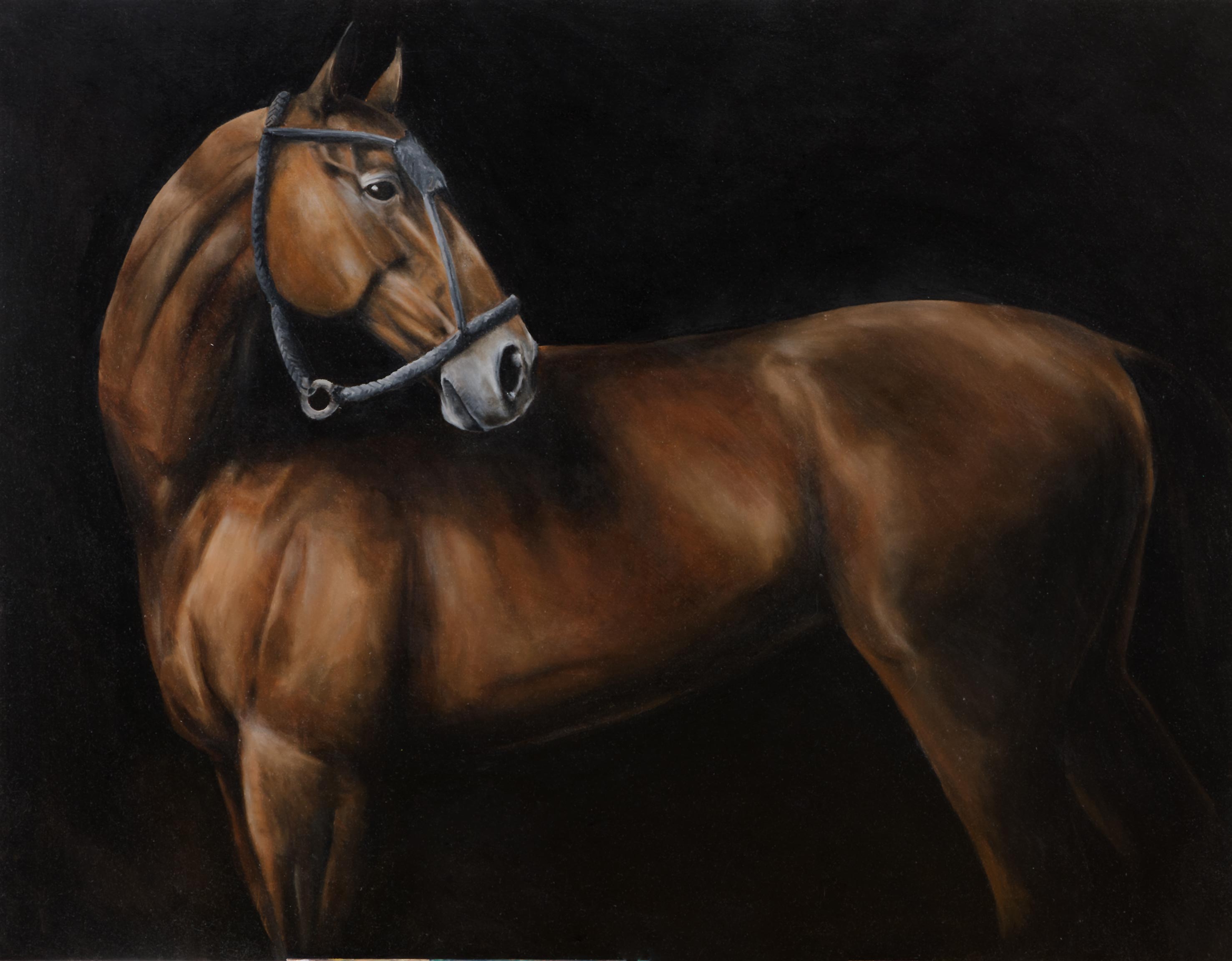 Tomas Nati - Cavallo Andaluso