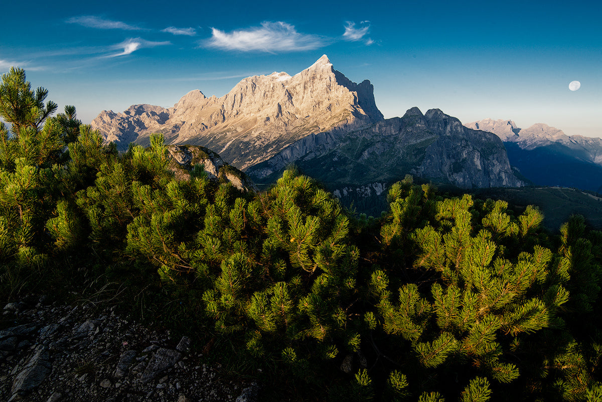 El amanecer de la civeta