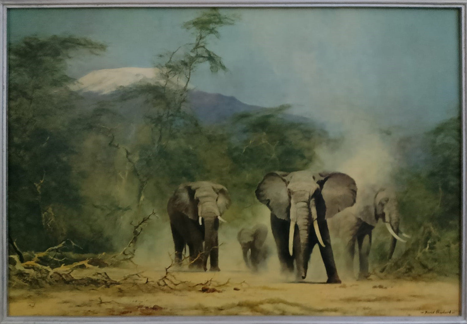David Shepherd - Elefantes en grupo
