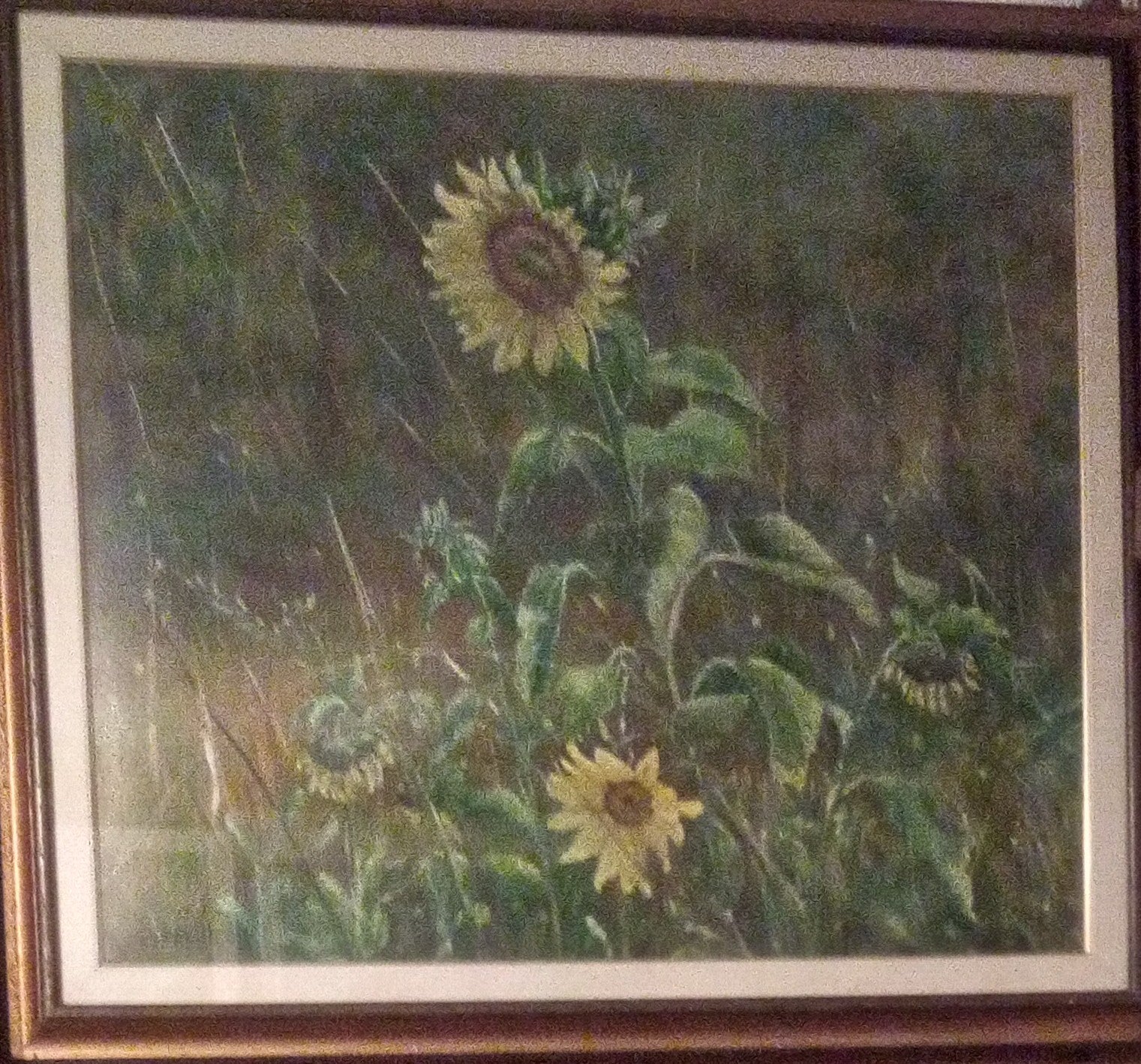 Girasoli