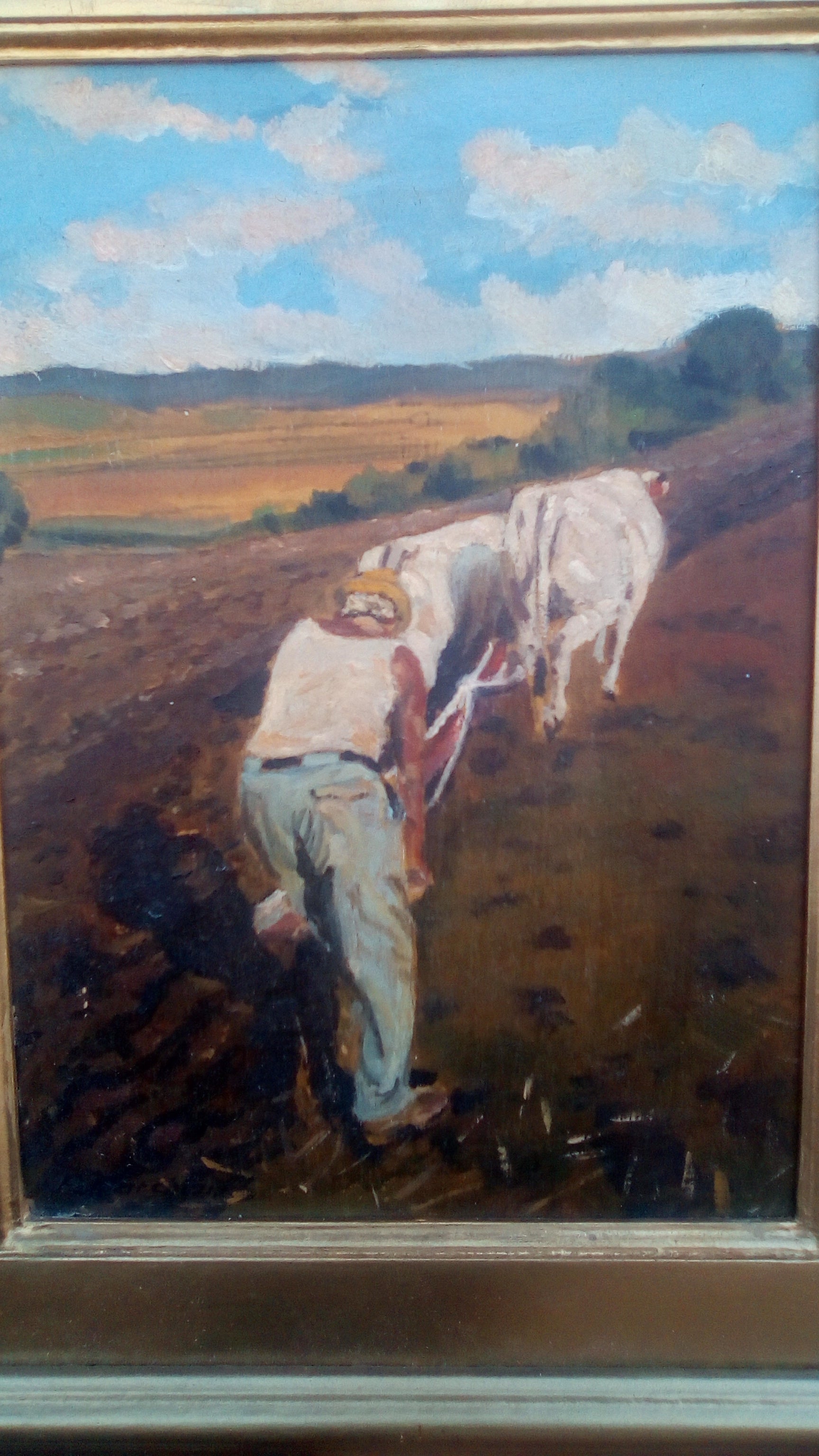 Bovi al lavoro