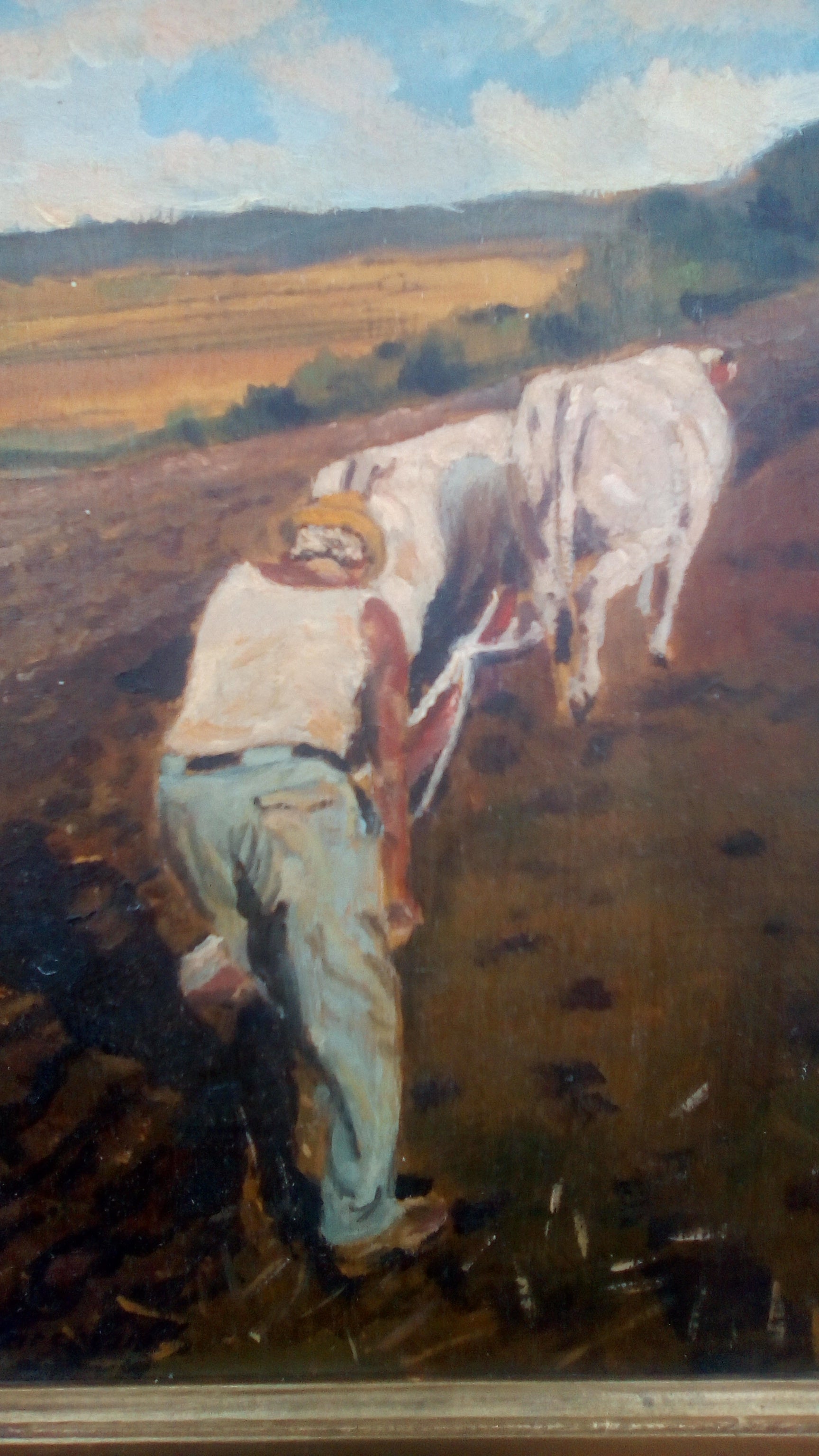 Bovi al lavoro