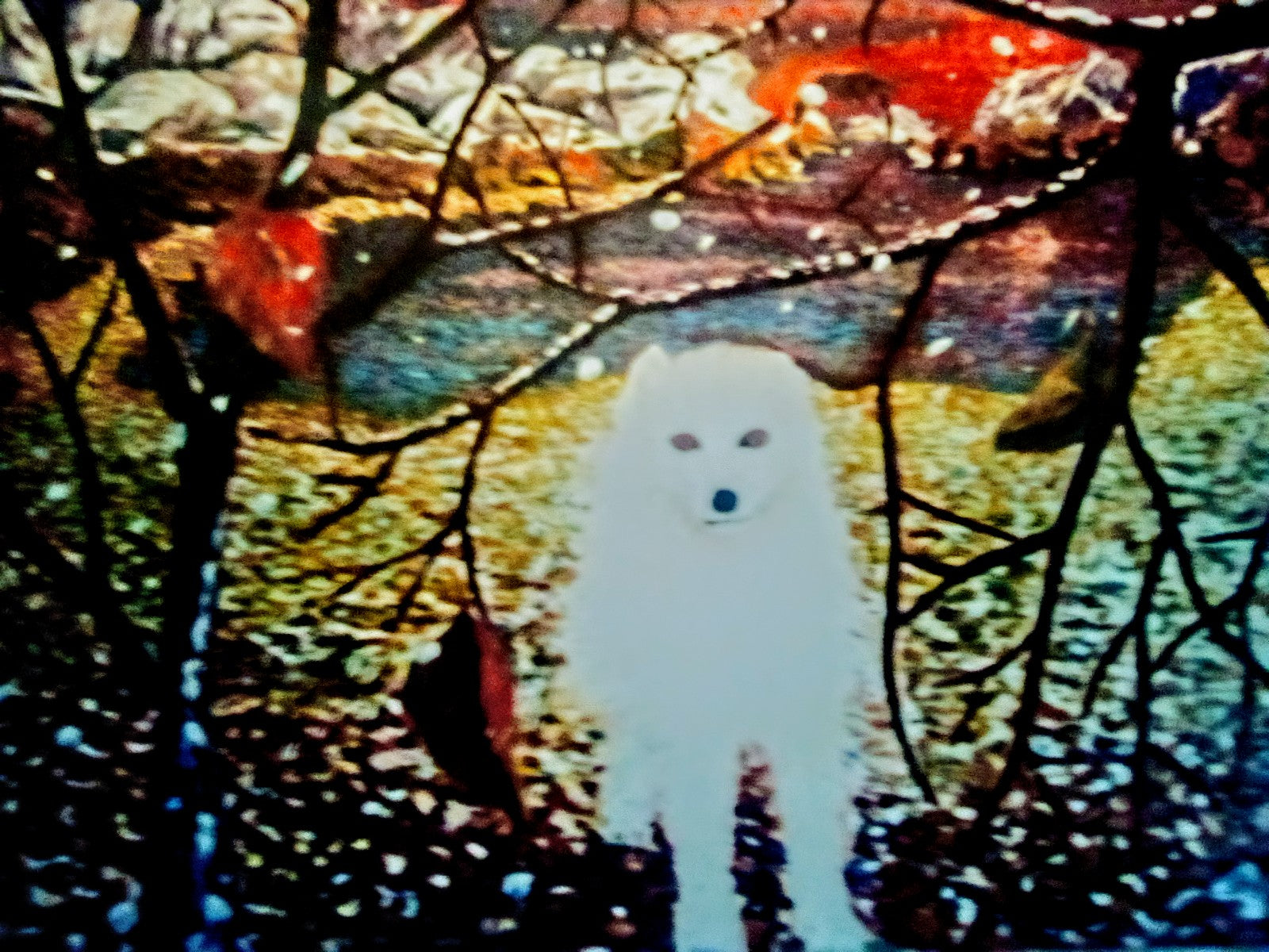 Volpe bianca al tramonto, mentre inizia a nevicare.