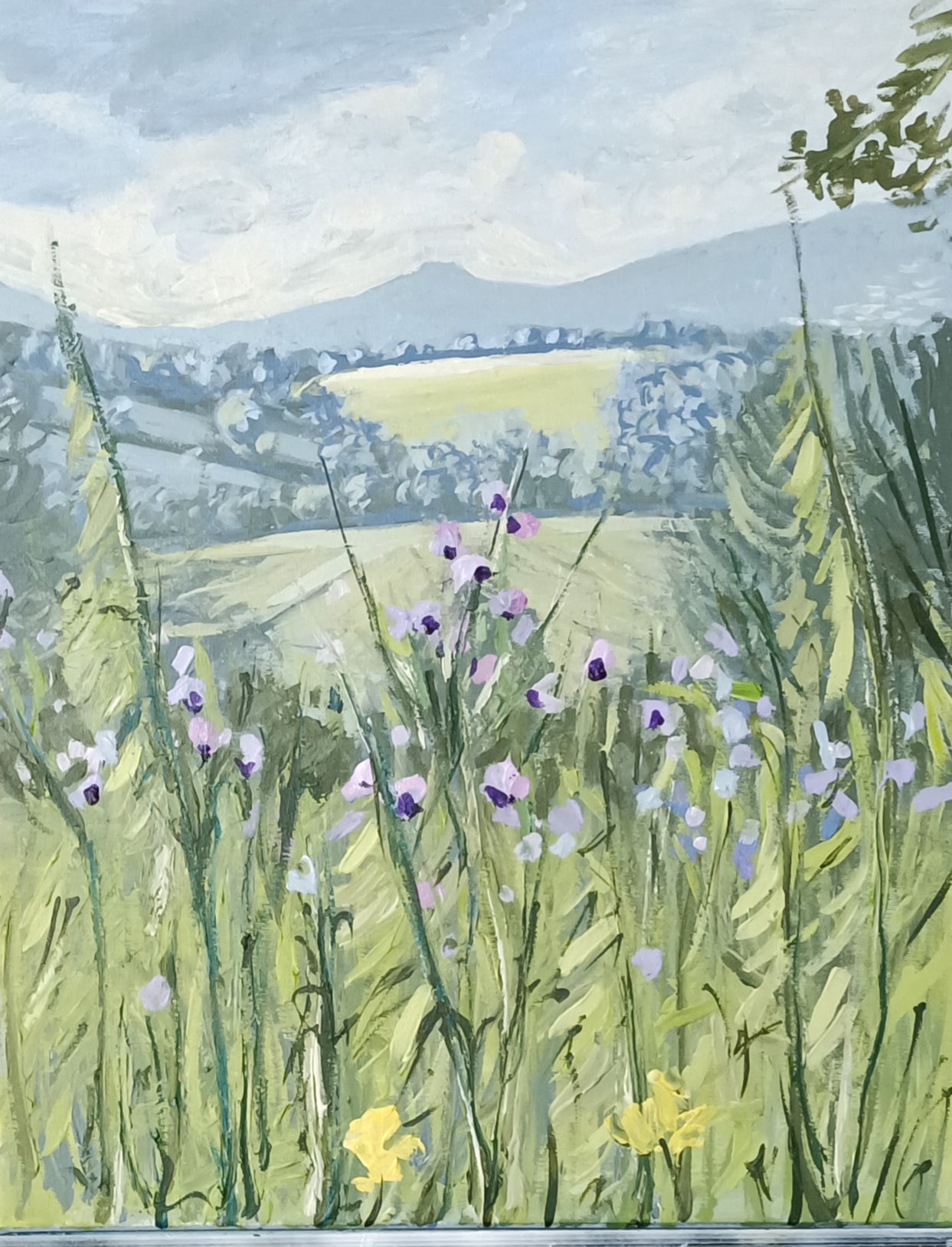 CAMPAGNA CIOCIARA