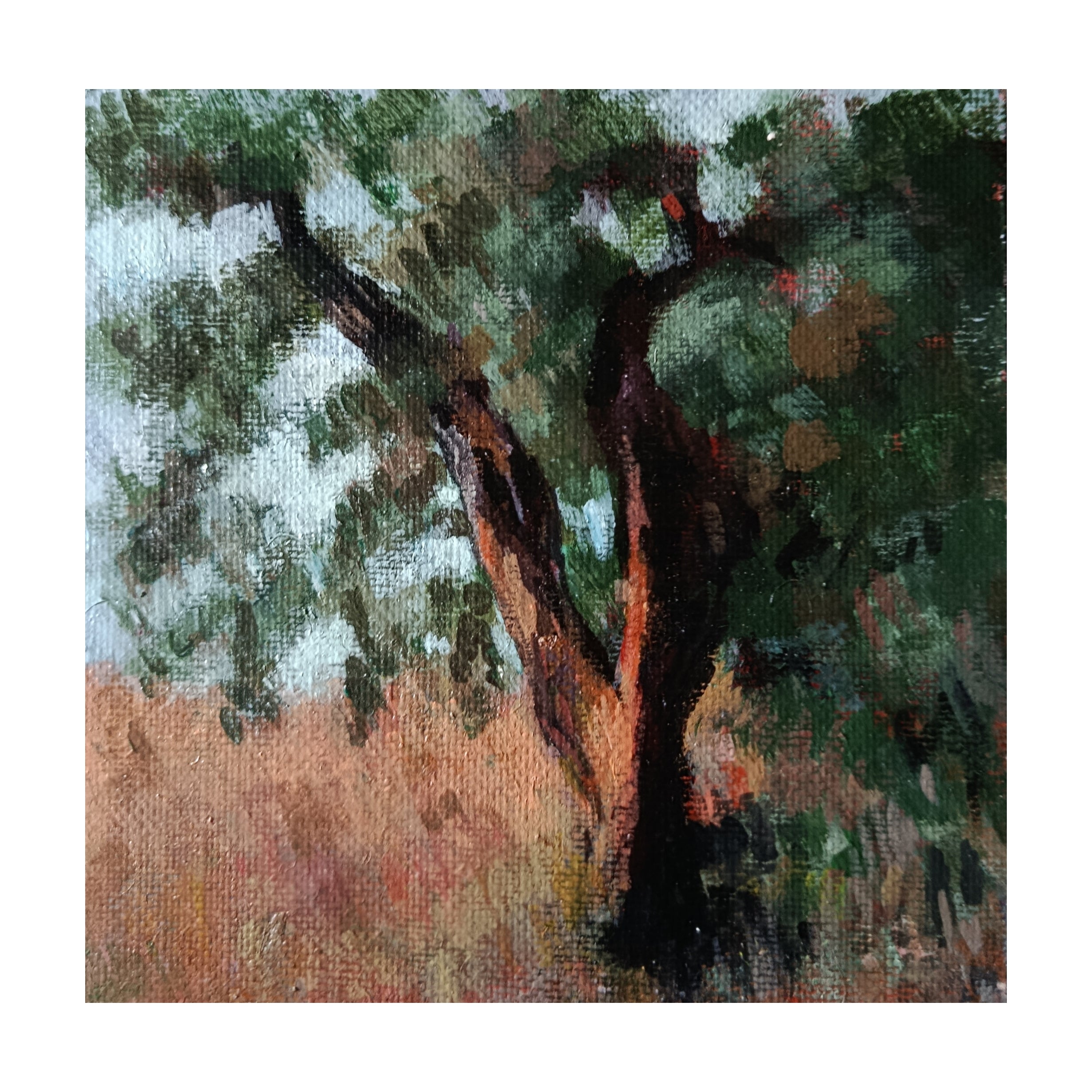 aceituna