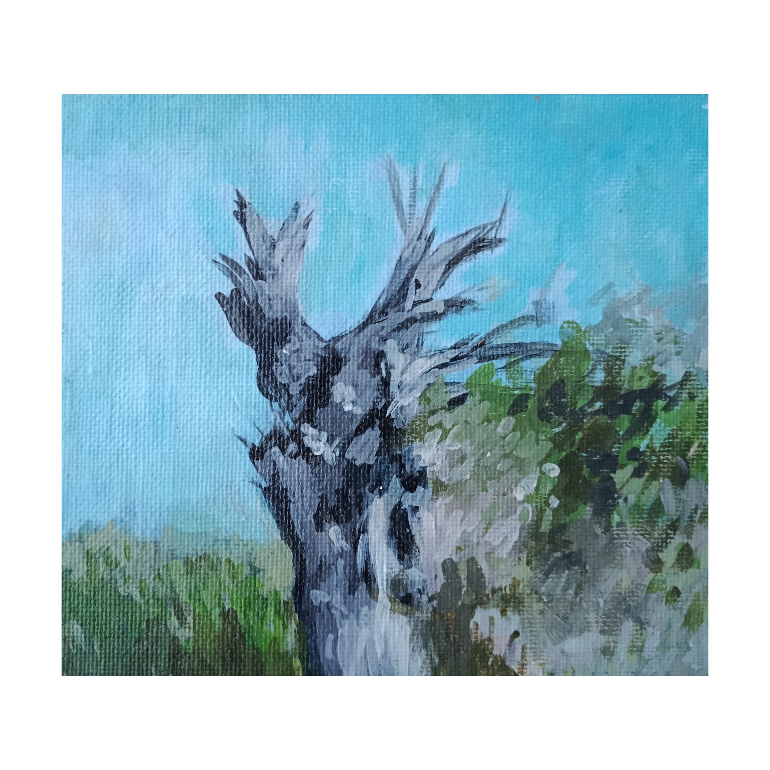 il vecchio albero